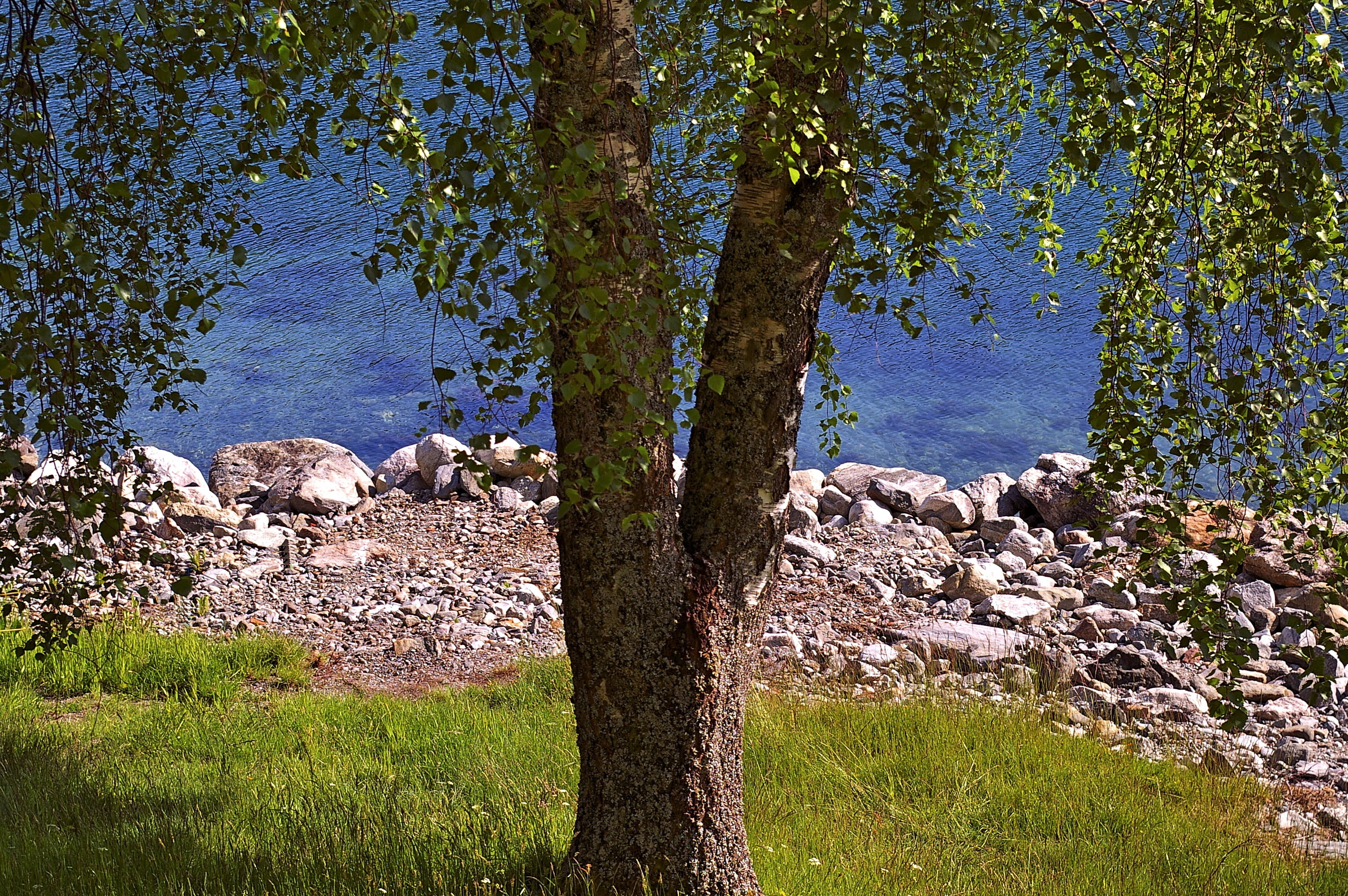 tree, deciduous tree, nature, landscape, summer, green, blue