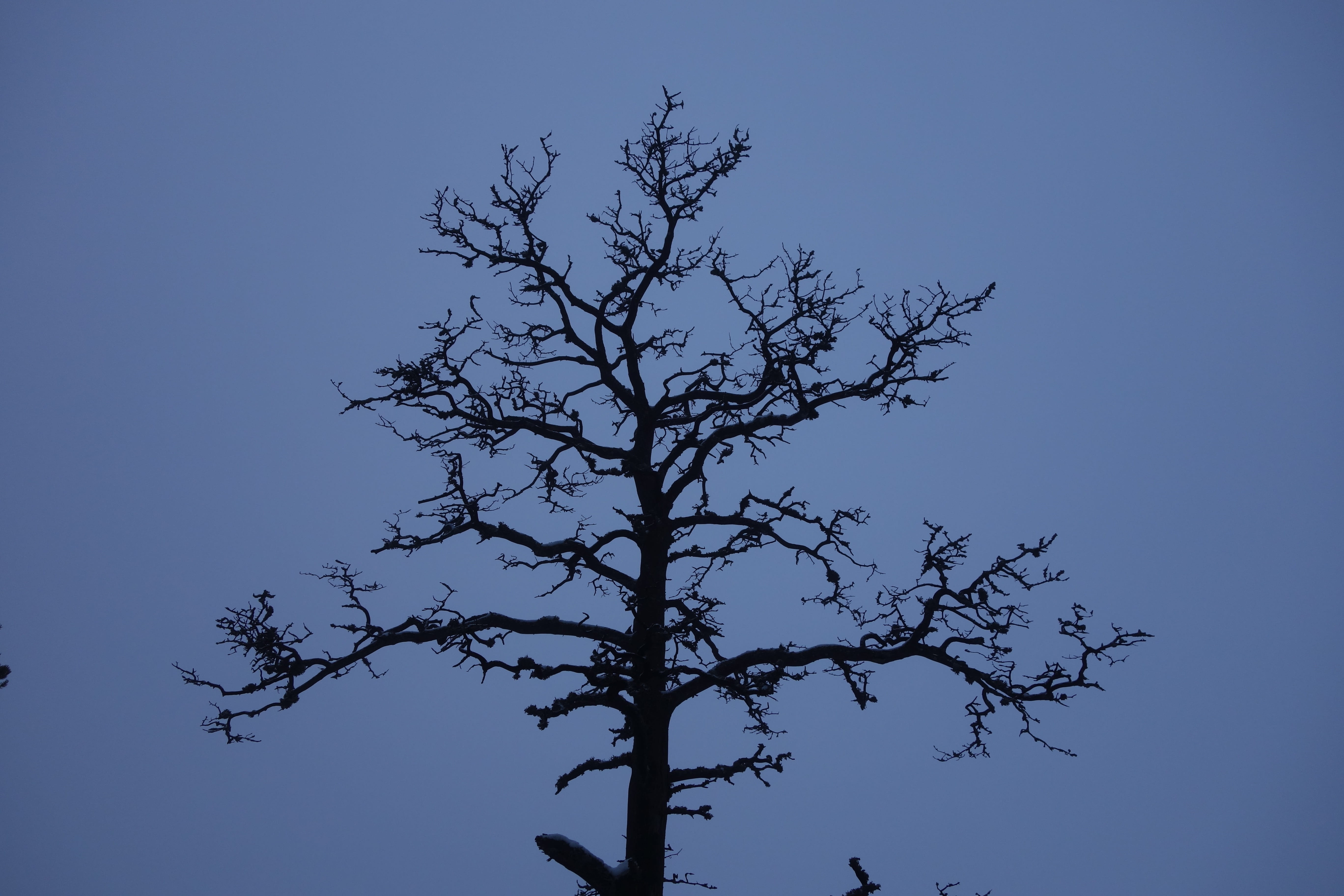 dead tree, trunk, branch, nature, tree trunks, winter forest