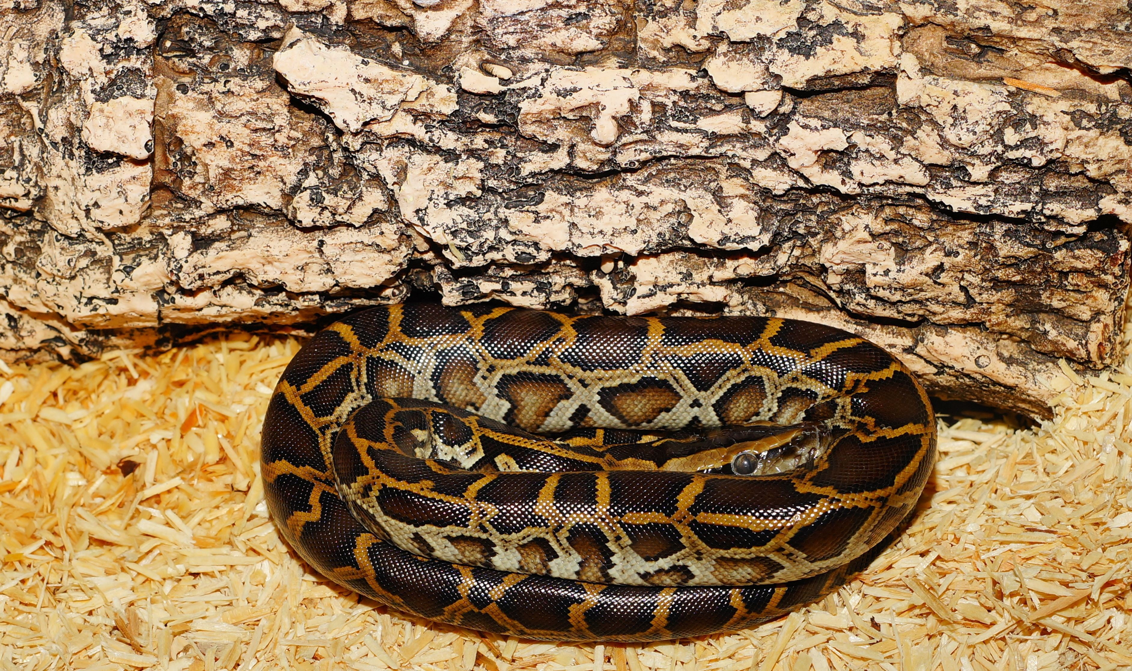 Burmese python near log, snake, young animal, dark tigerpython