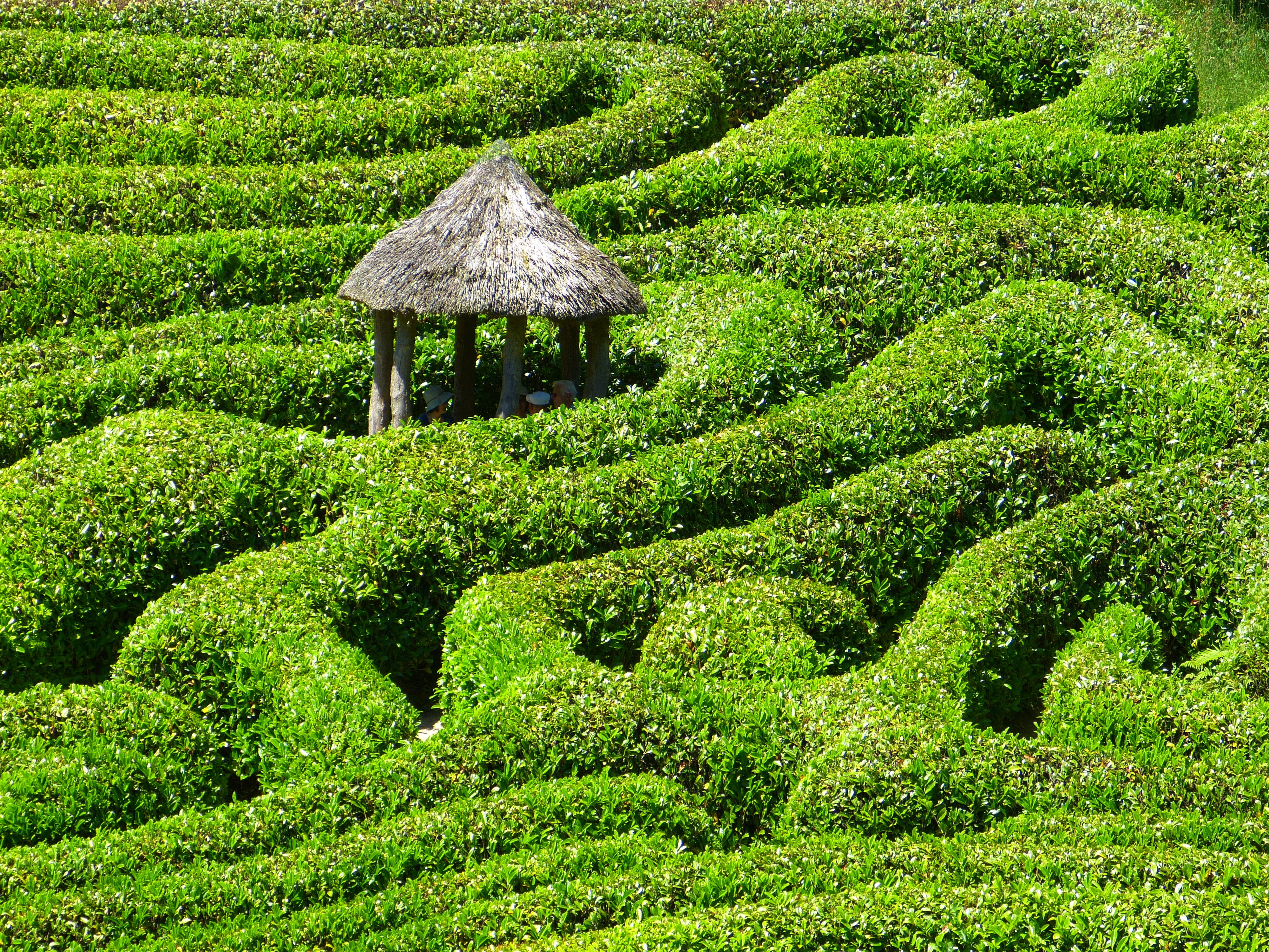 green leafy plant, maze, labyrinth, glendurgan, garden, cornwall