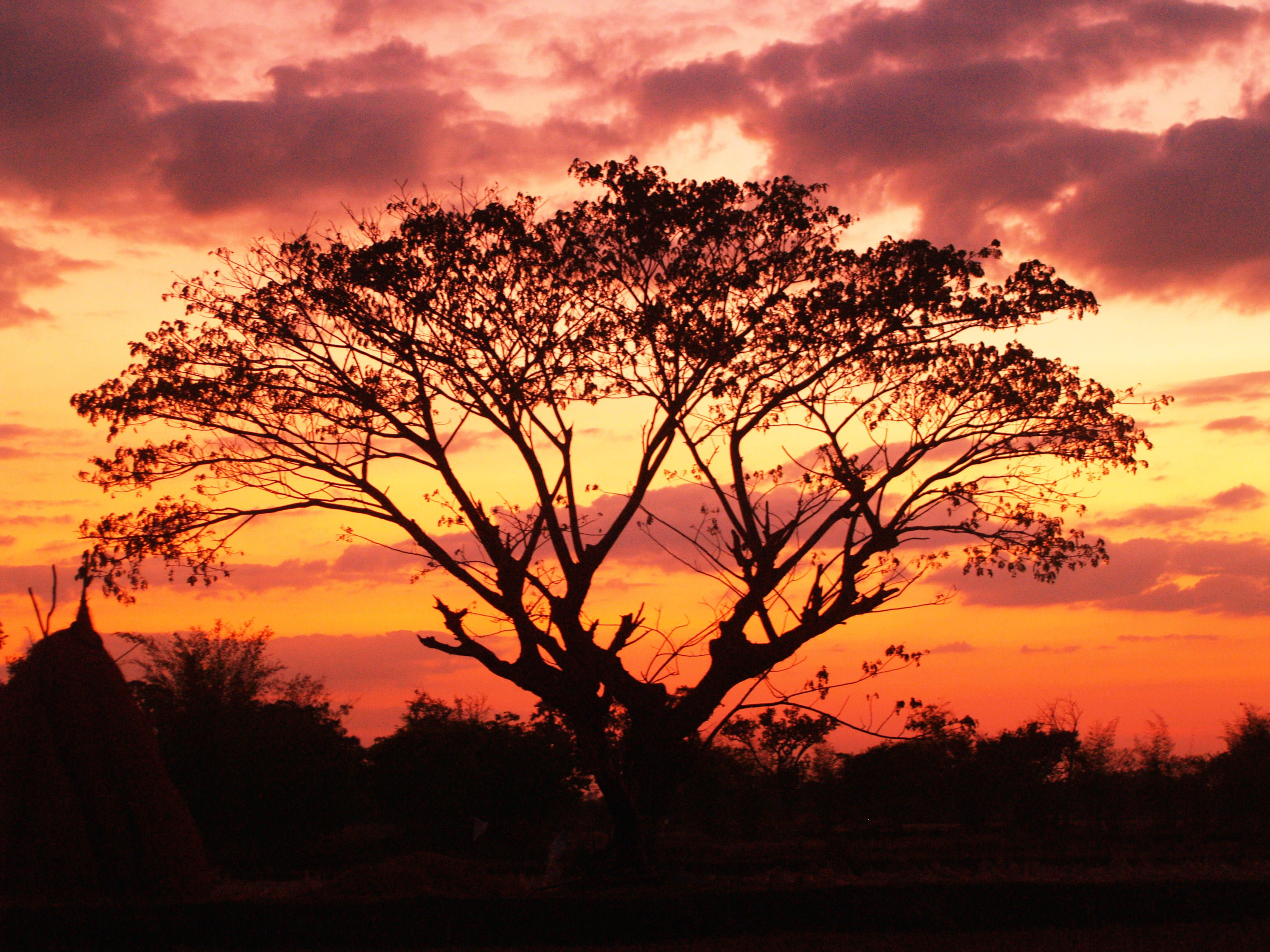 dawn, landscape, nature, sky, background, black, branches, clouds
