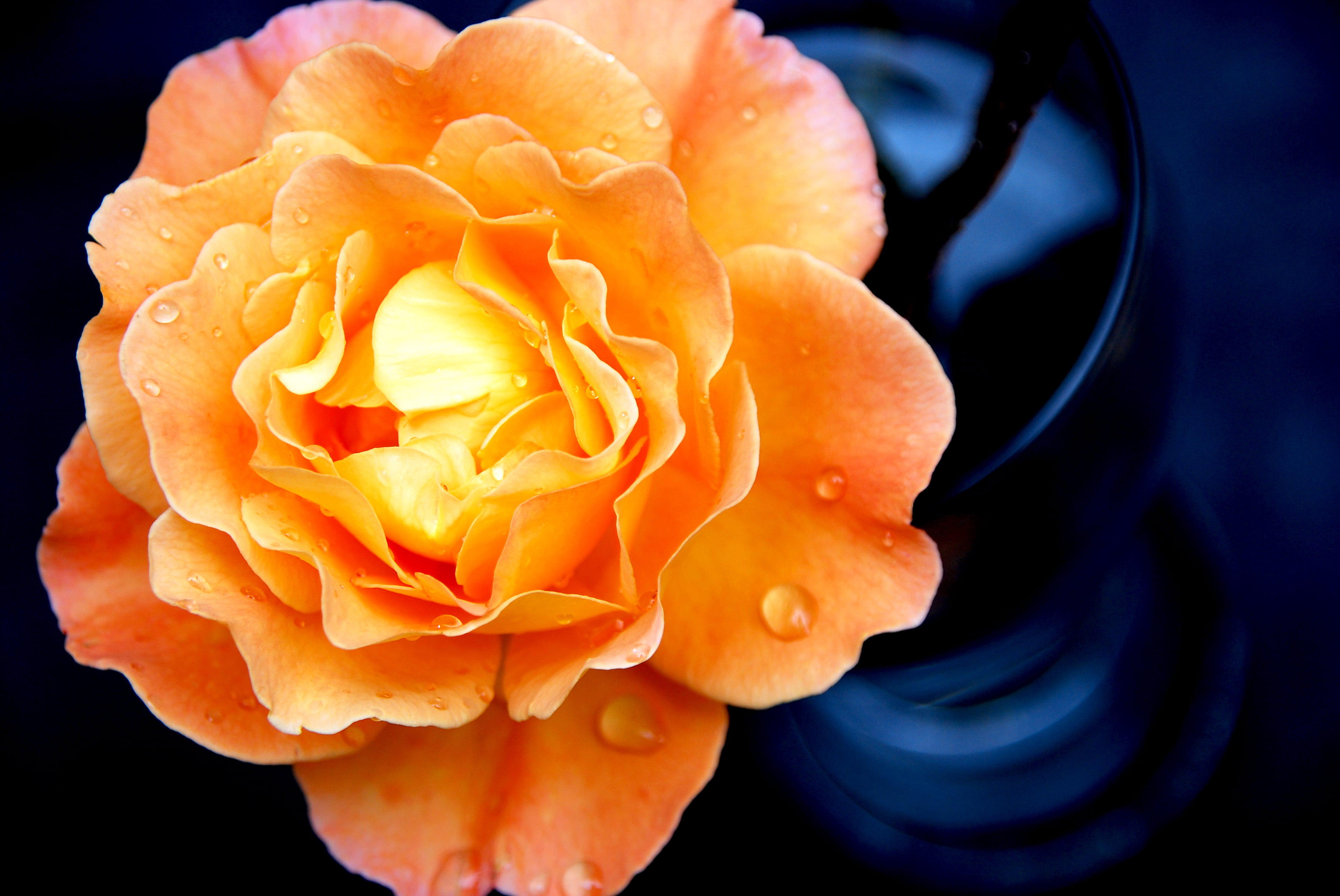 The Rose, orange flower with water drops, nature, waterdrop, petal