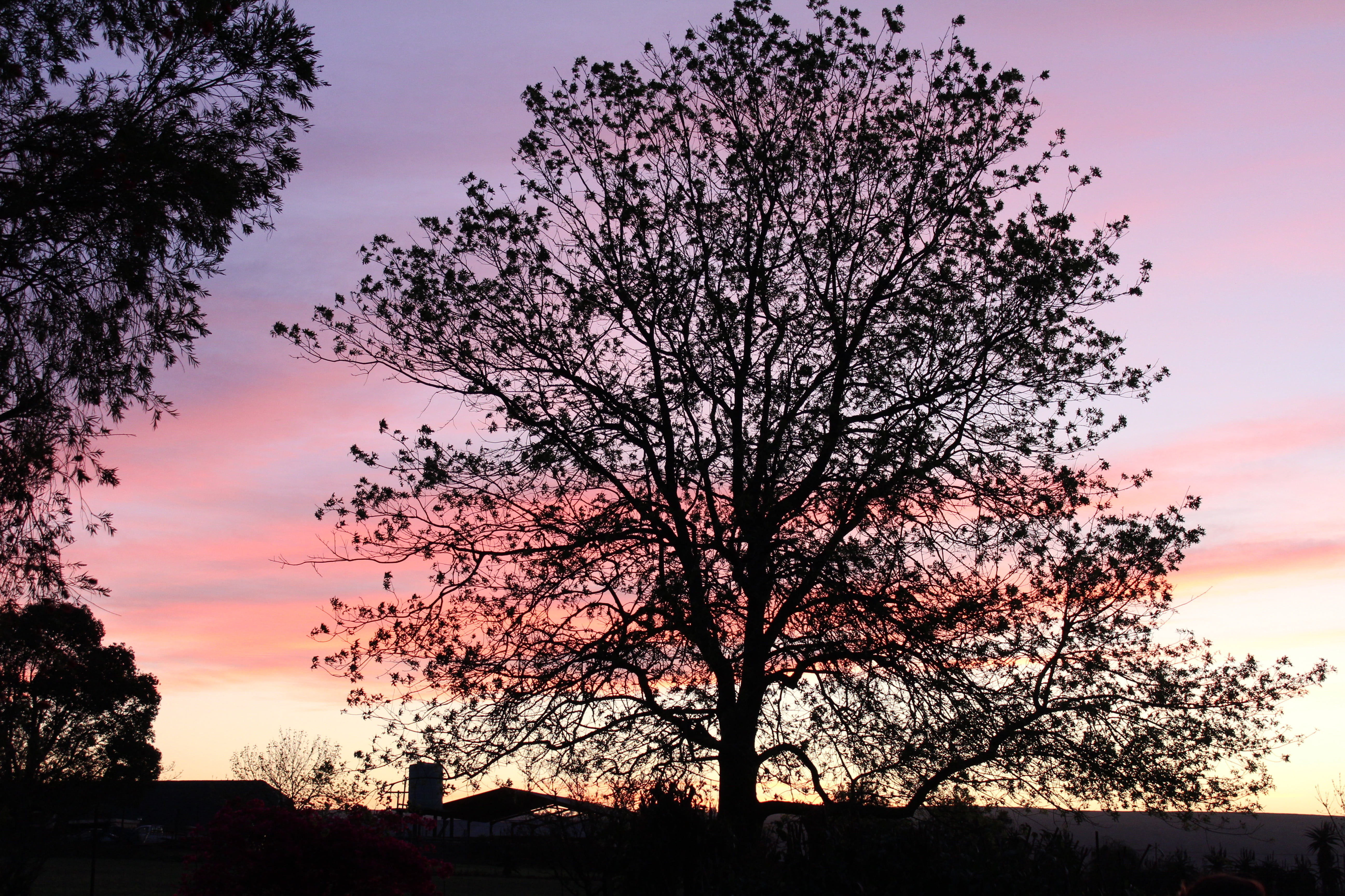 tree, tree silhouette, sunset, sunset background, nature, evening