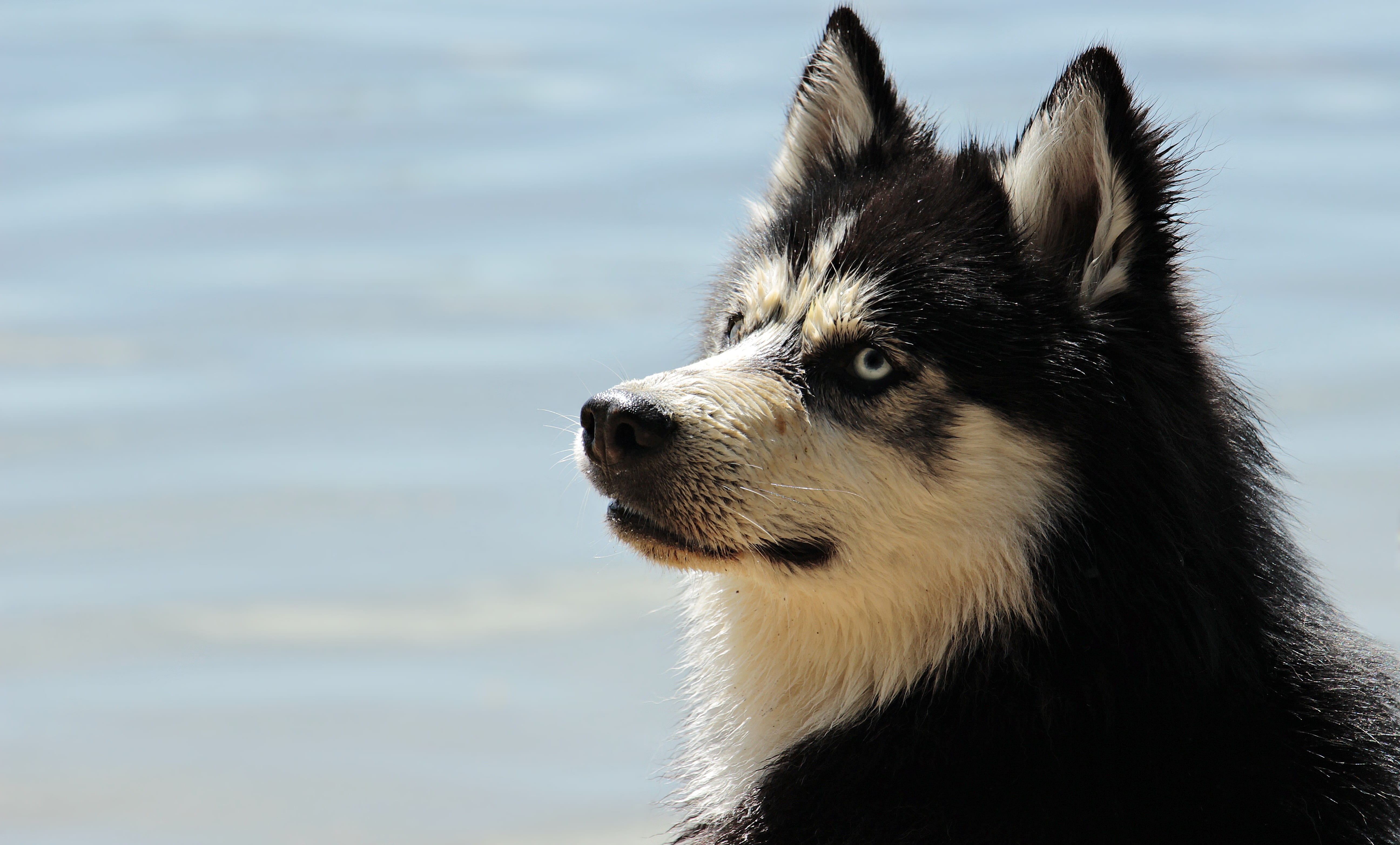 white and black Siberian Husky close-up photo, dog, dog breed