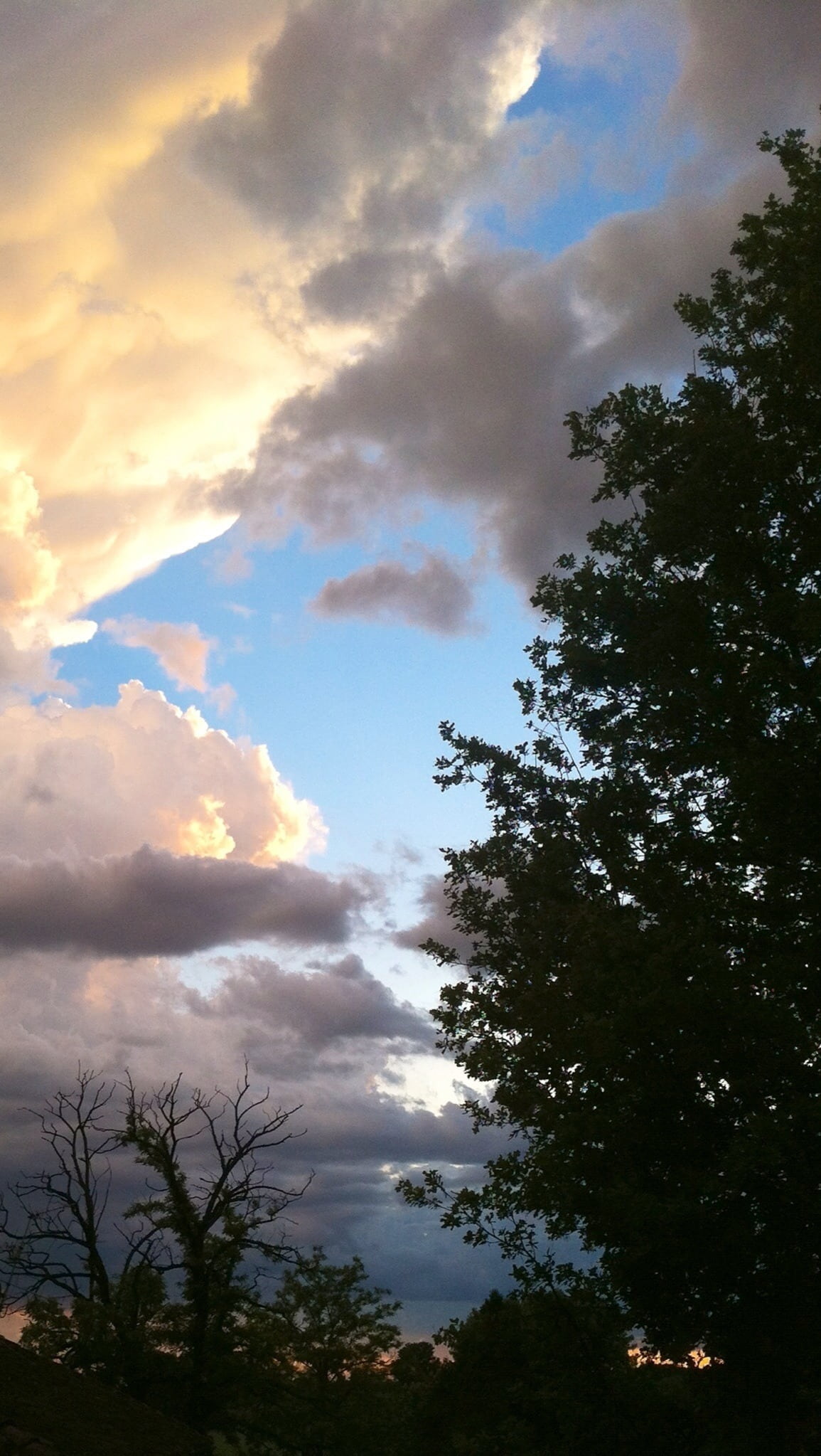 clouds, tree, sky, nature, cloud - Sky, cloudscape, sunset