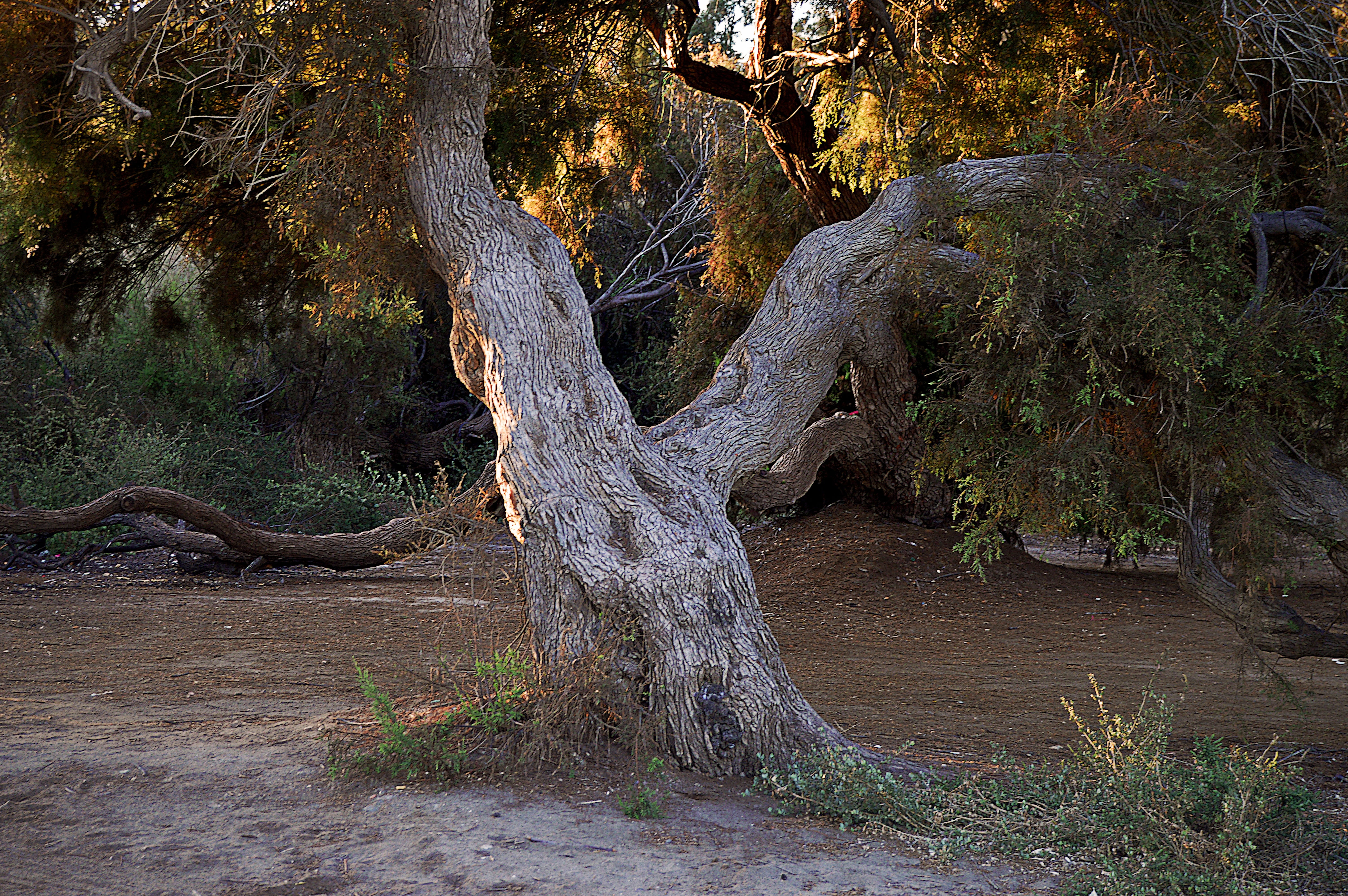 green leafed tree, trunk, tree trunk, old tree, tree centennial
