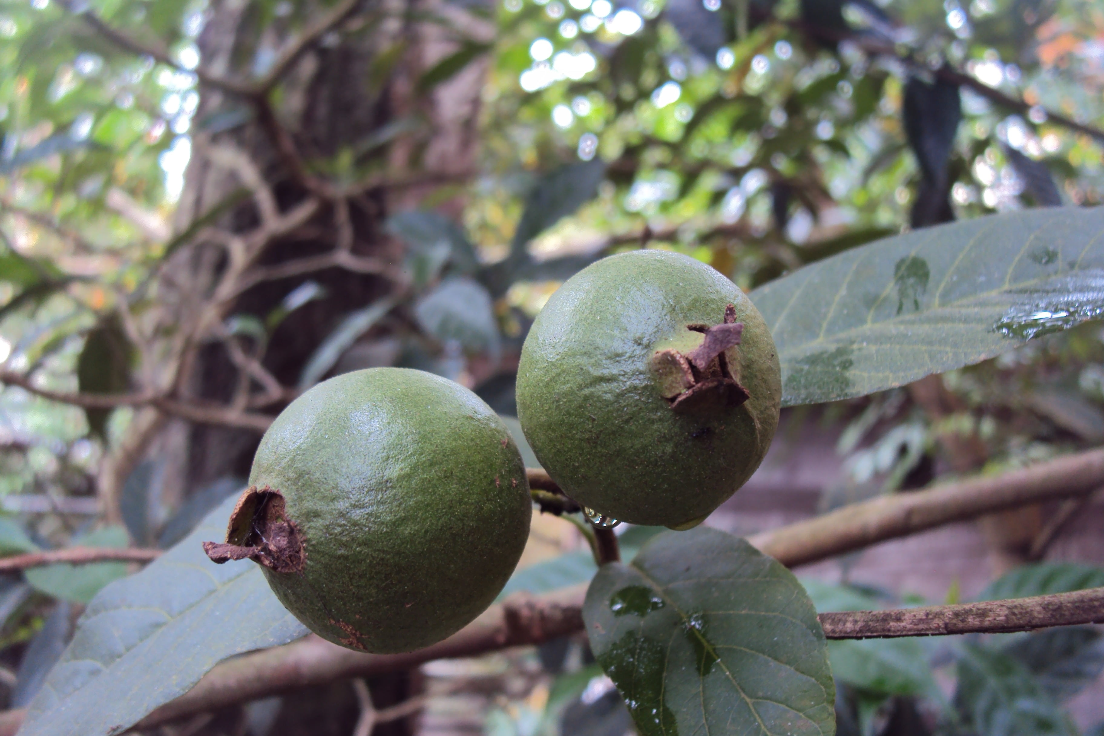 guava, unripe fruit, green, tropical, tropical fruit, food and drink