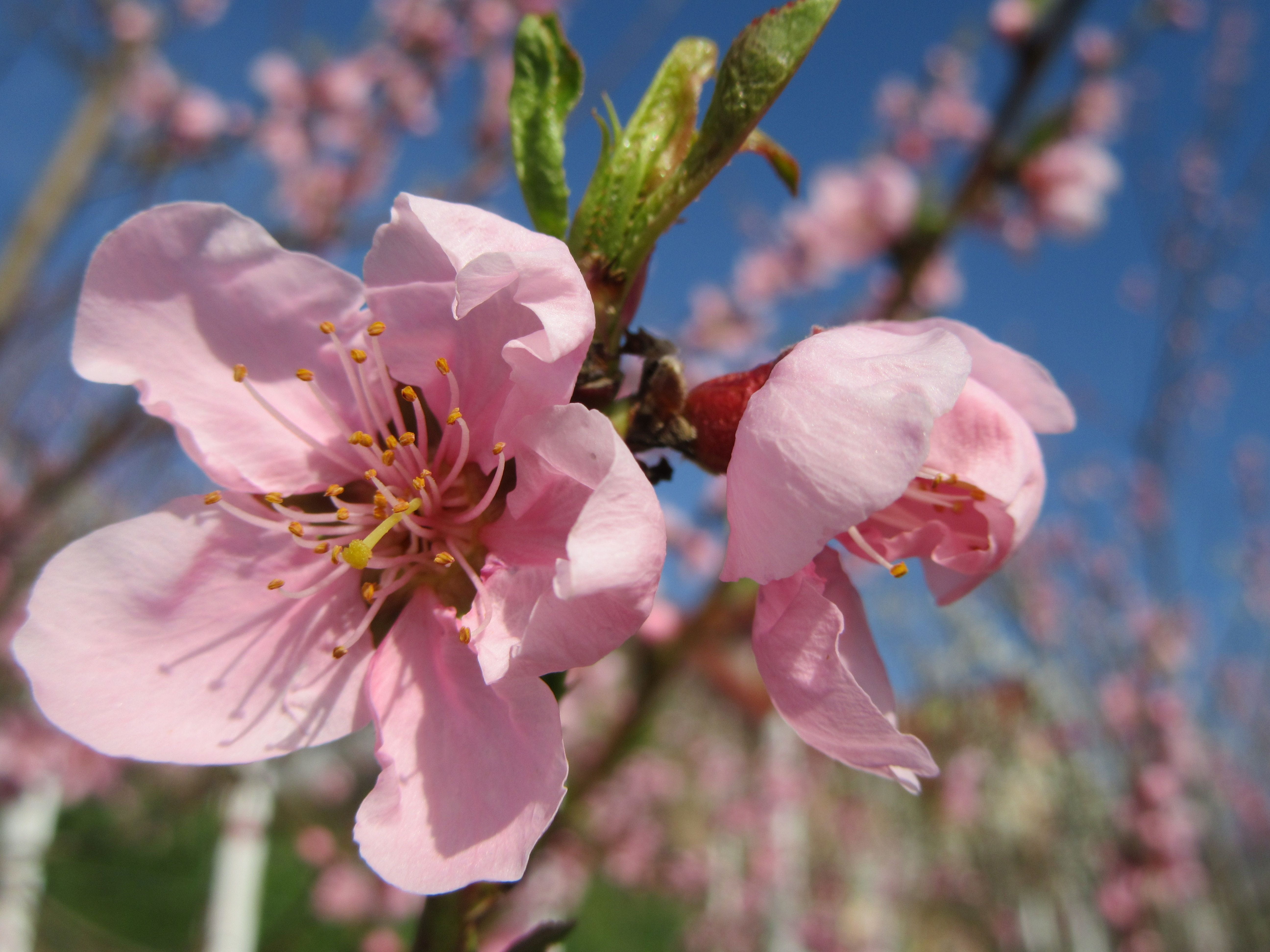 Spring, Flower, Tree, Branch, Blossom, pink, tree branches