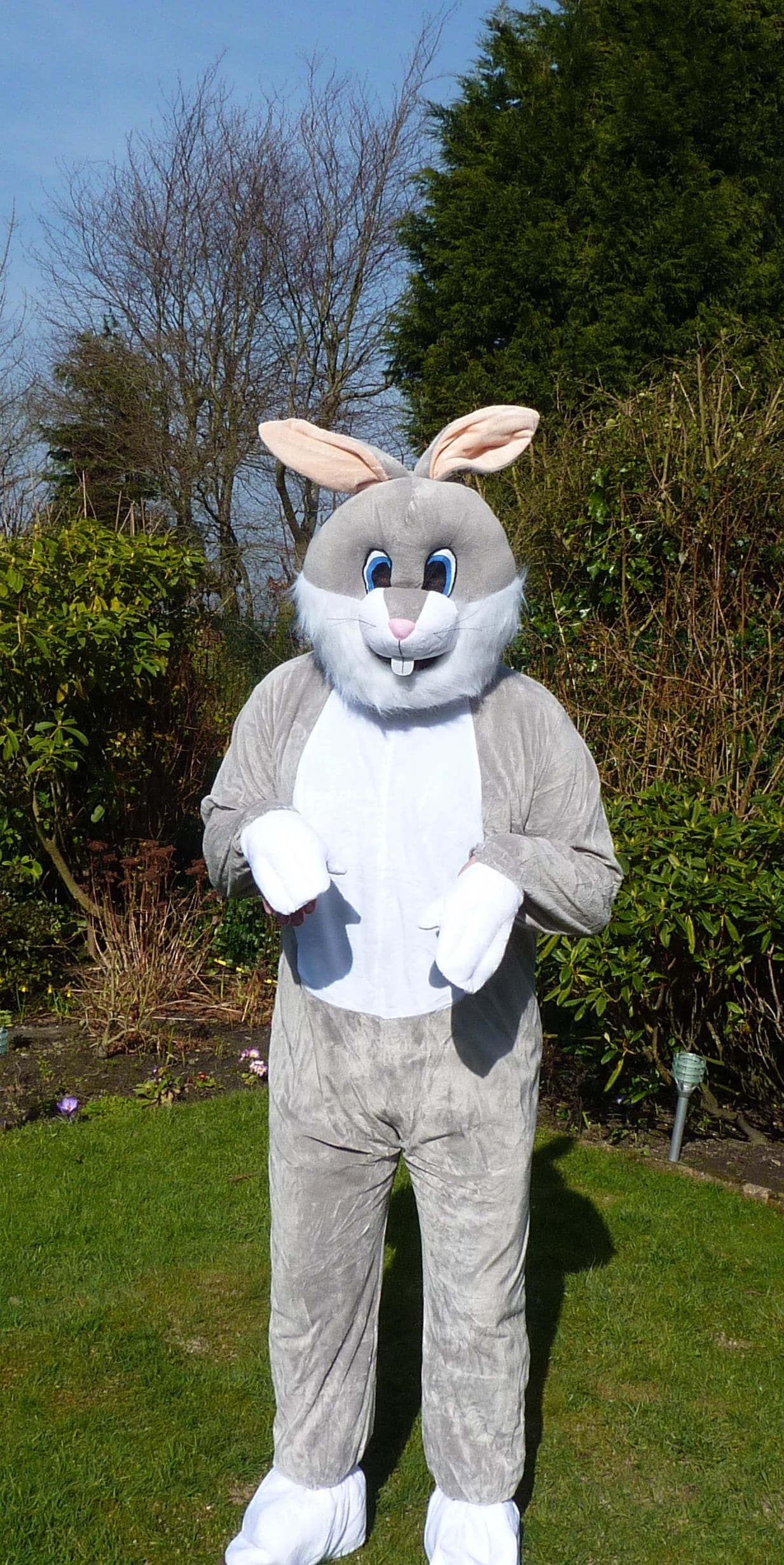 easter bunny, rabbit, fancy dress, costume, fun, fluffy, plant