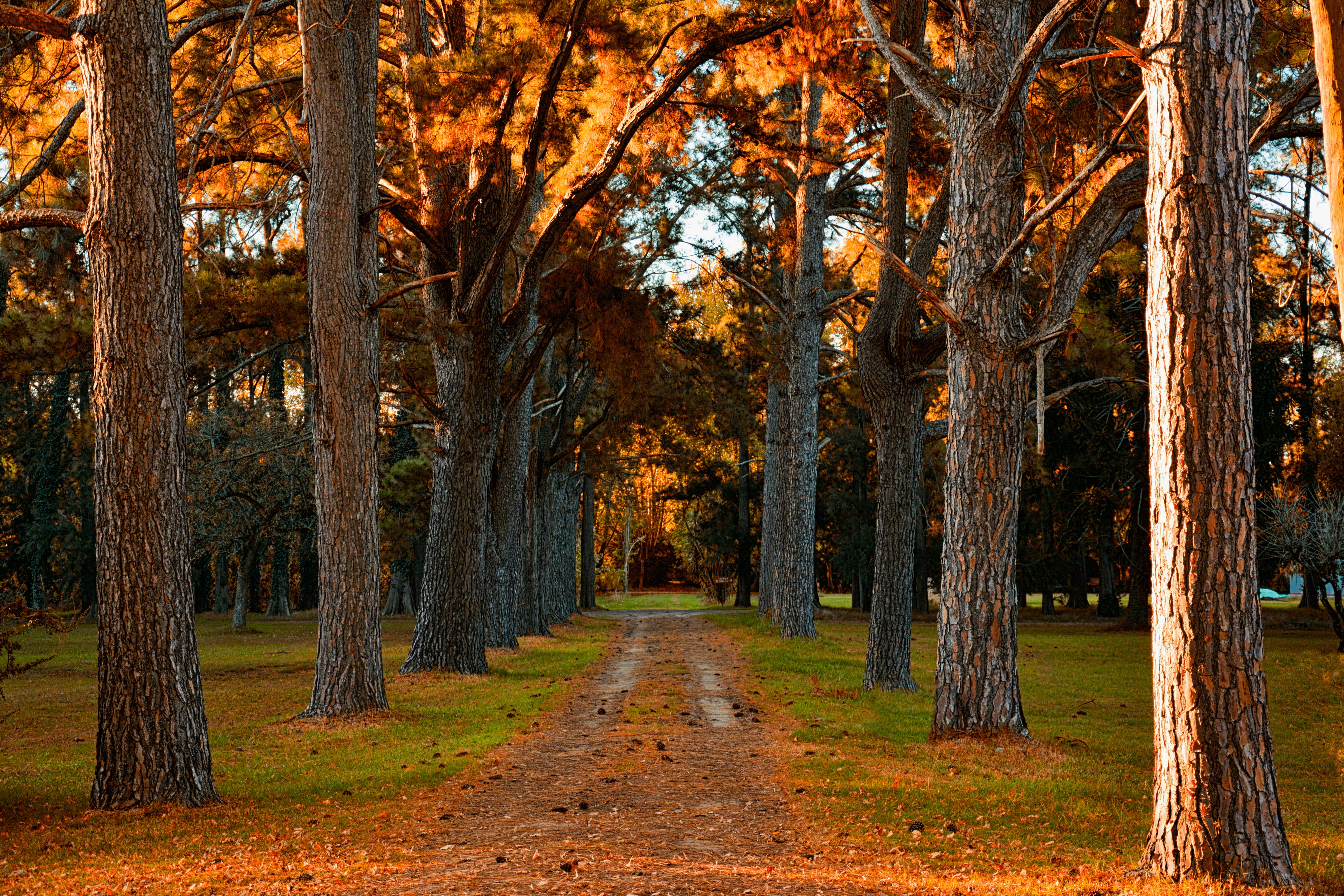 road between trees in forest, Path, Trail, autumn, tree trunk