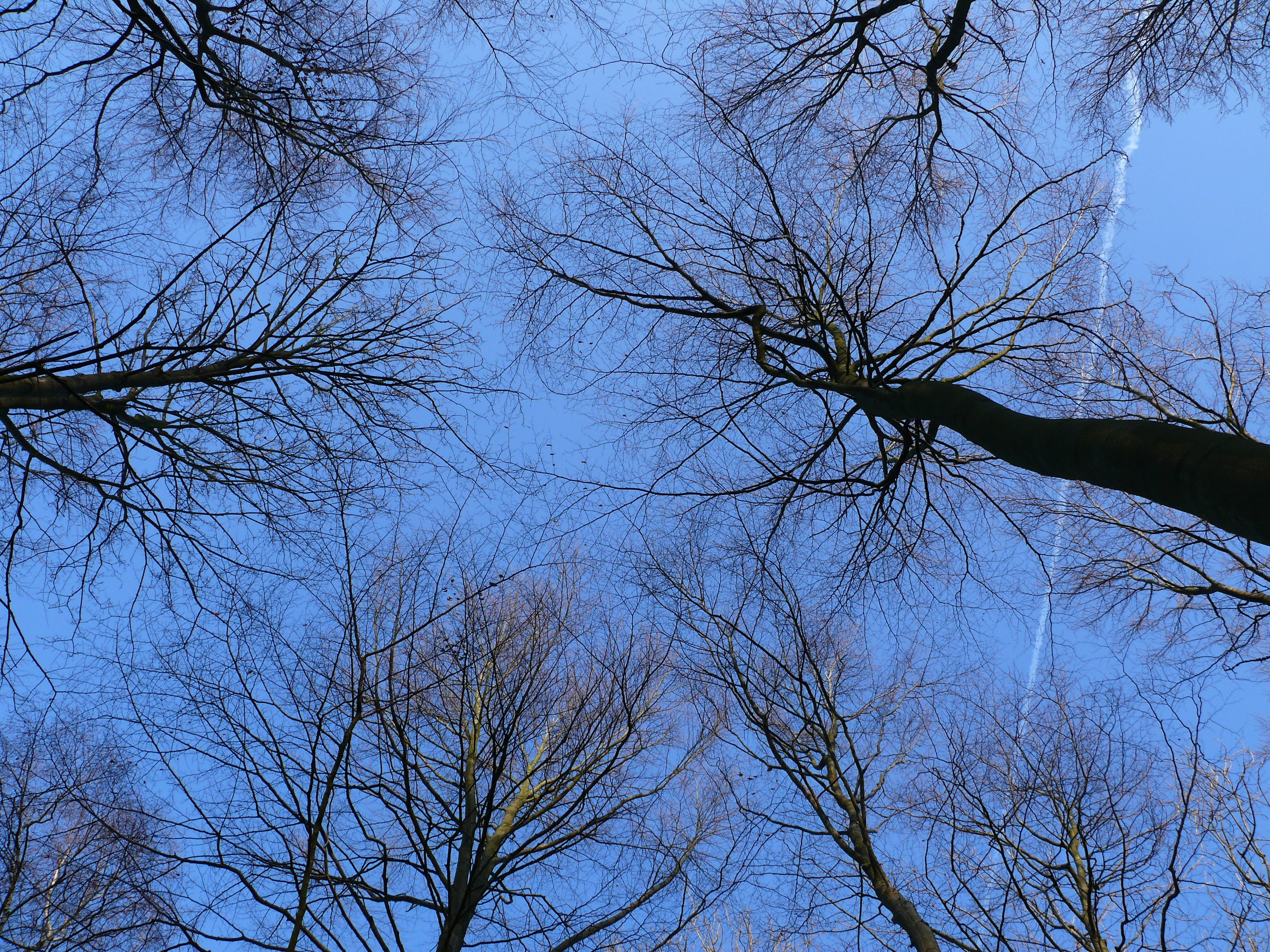 Forest, Trees, Winter, Cold, sky, aesthetic, kahl, bare tree