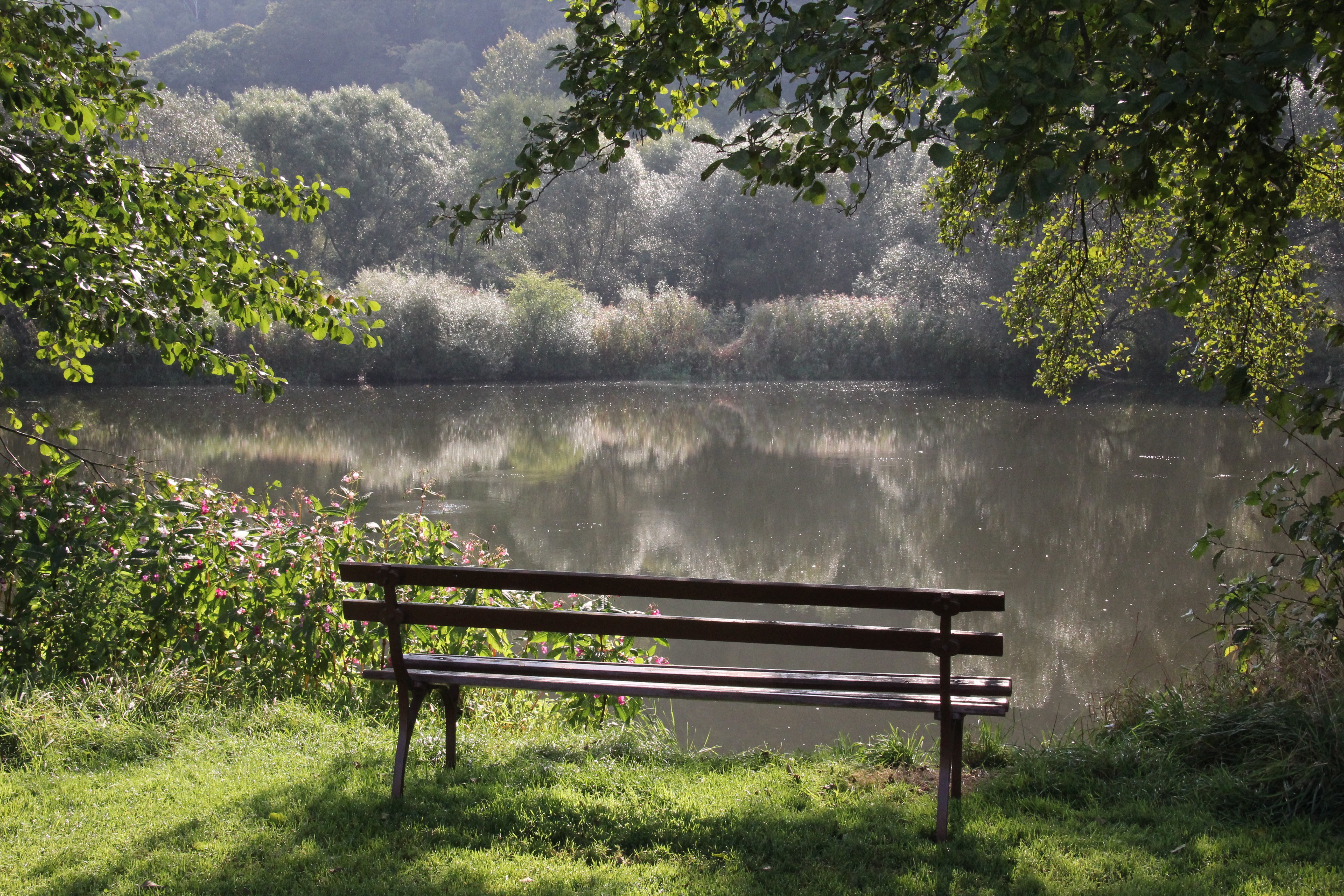 bench facing the lake in the middle of green trees, bank, river