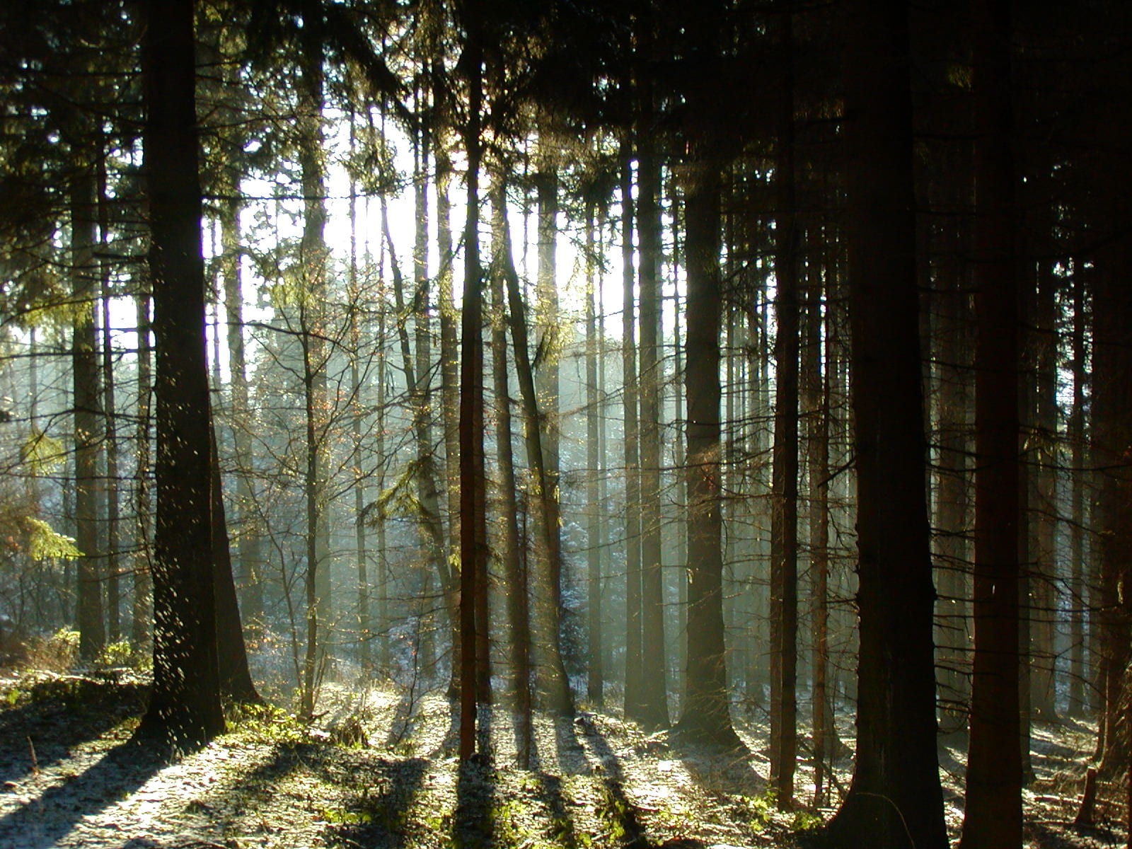 forest, shadow, trees, light, sun, mood, nature, landscape