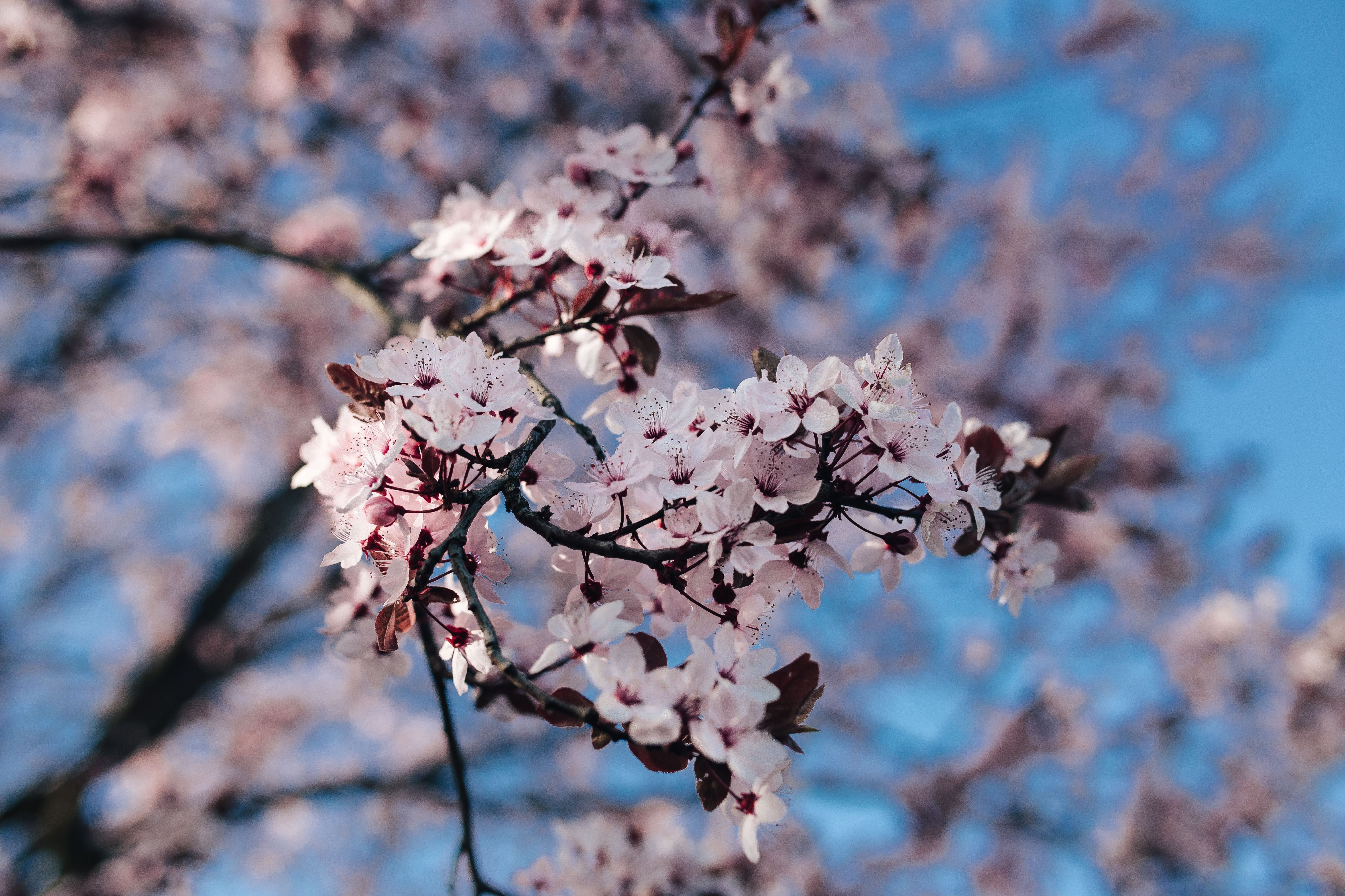 Pink spring flowers, flora, blue sky, blooming, blossom, twig