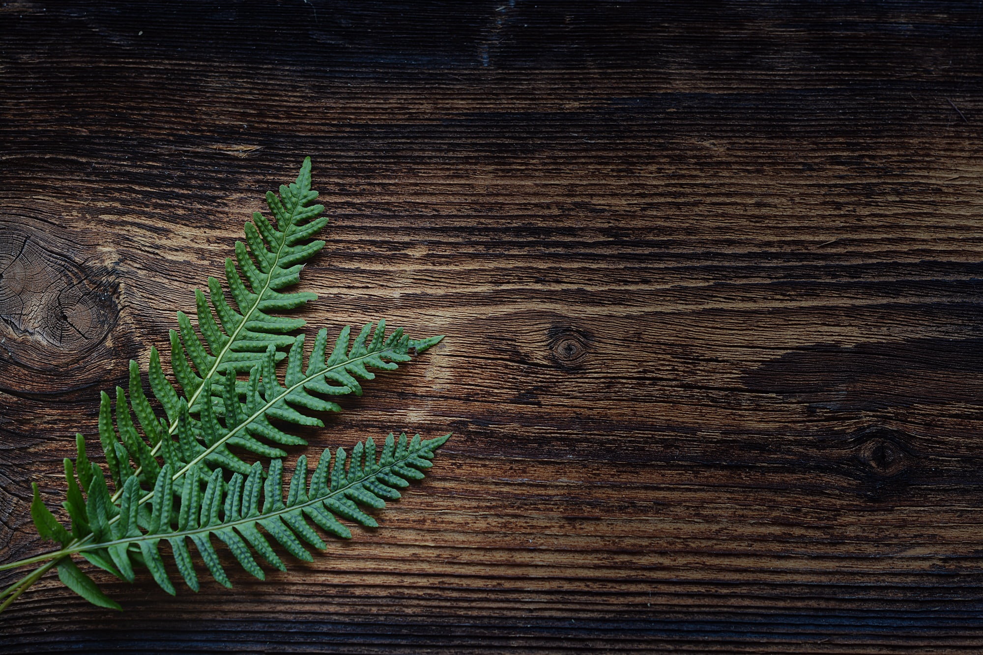 green leaf plant on brown wooden table top, fern, small fern