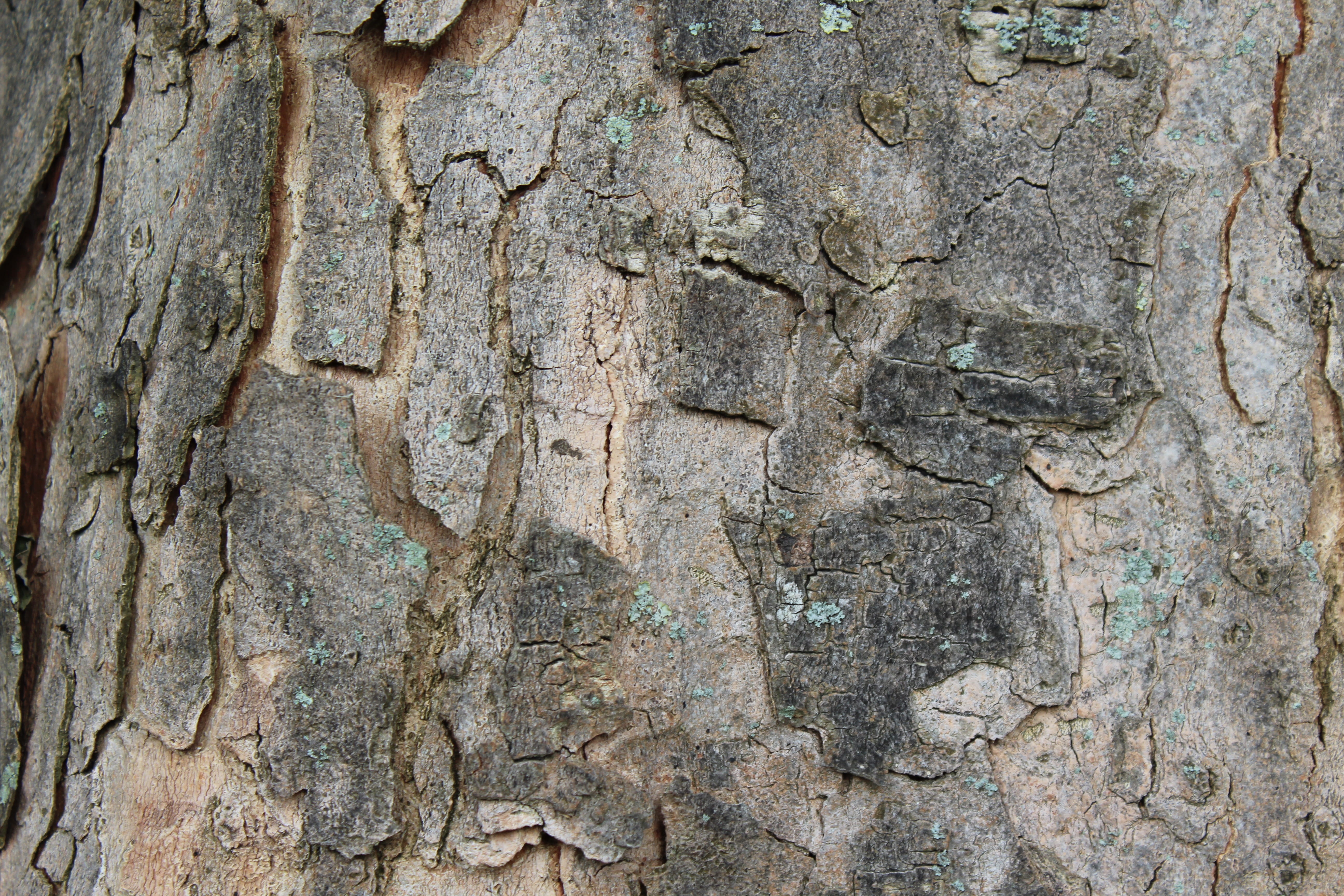 tree bark, log, texture, structure, wood, tree trunk, no people
