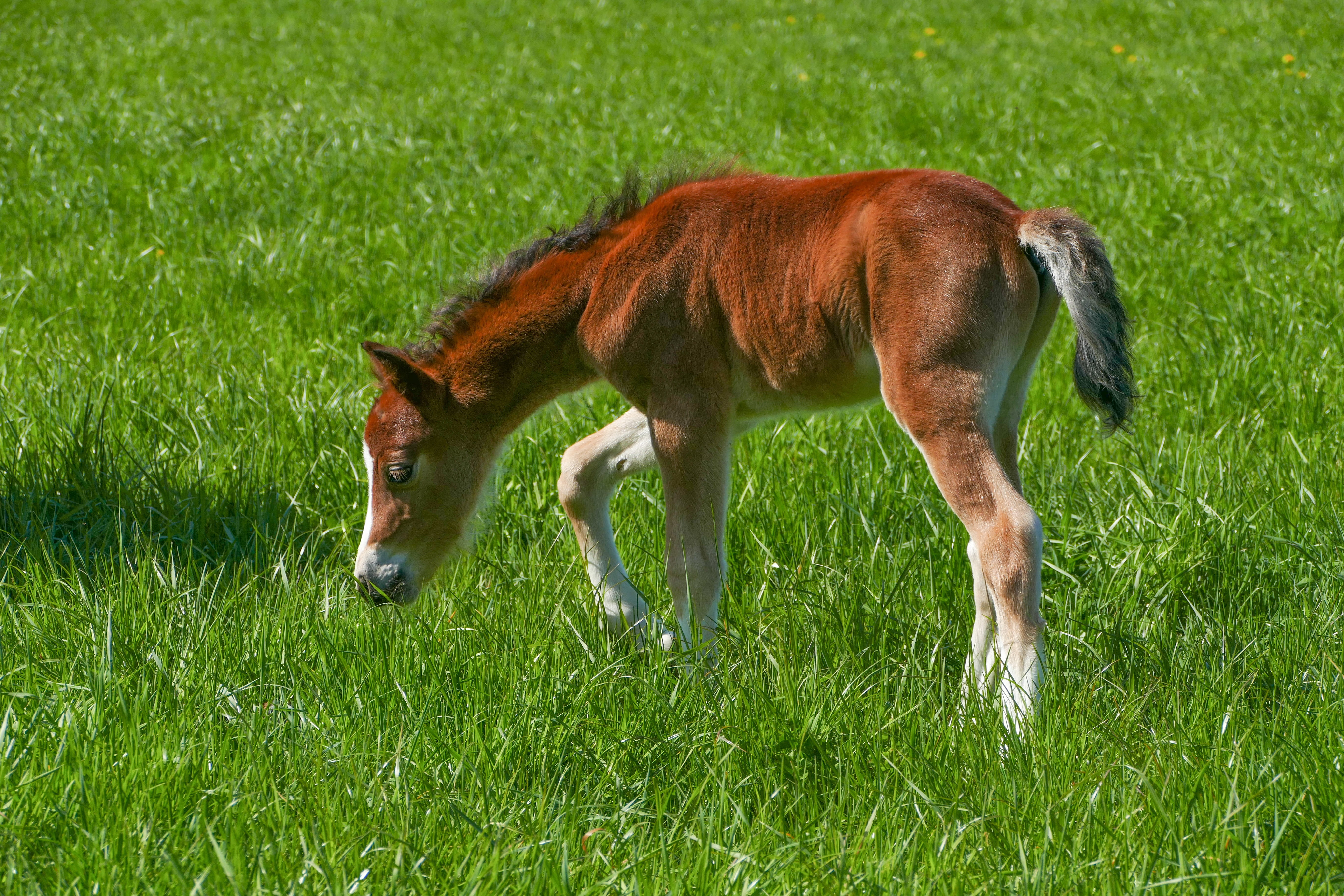 brown horse walking on grass field, colt, pony, white boots, blaze white
