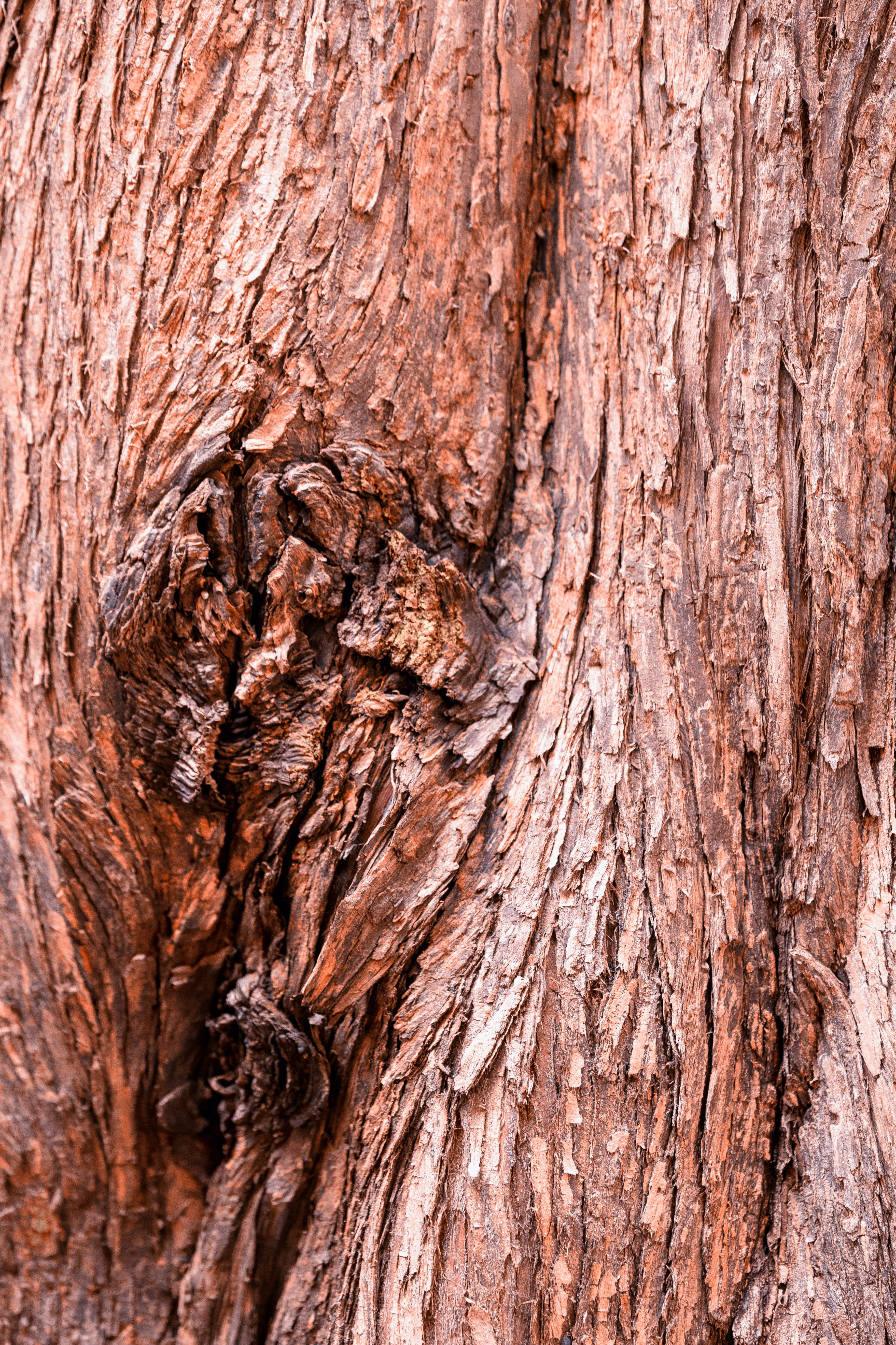 wood, tree, bark, old, nature, texture, pattern, rau, tribe