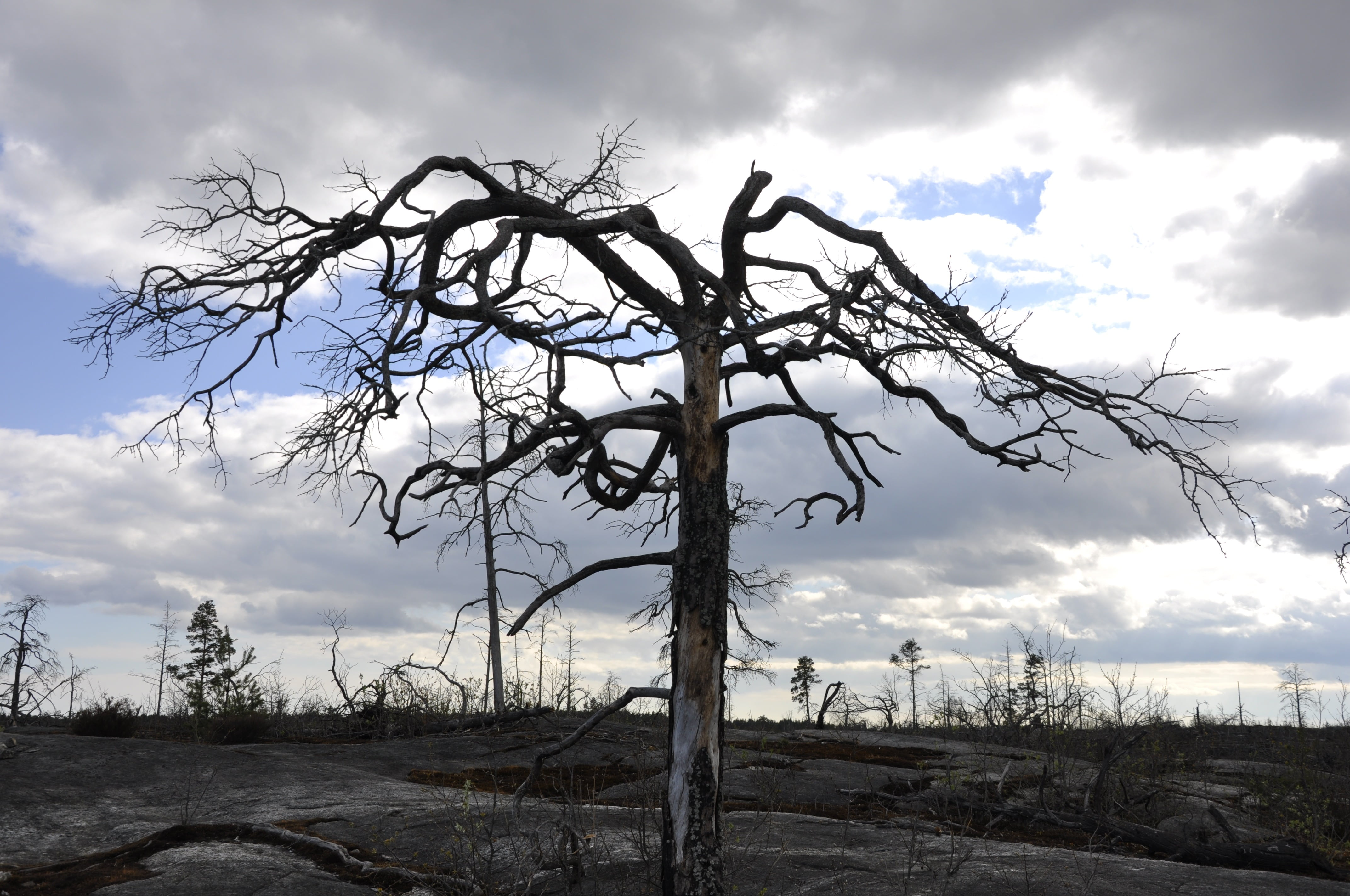 bare tree under cloudy sky, dead tree, forest fire, nature, dead Plant