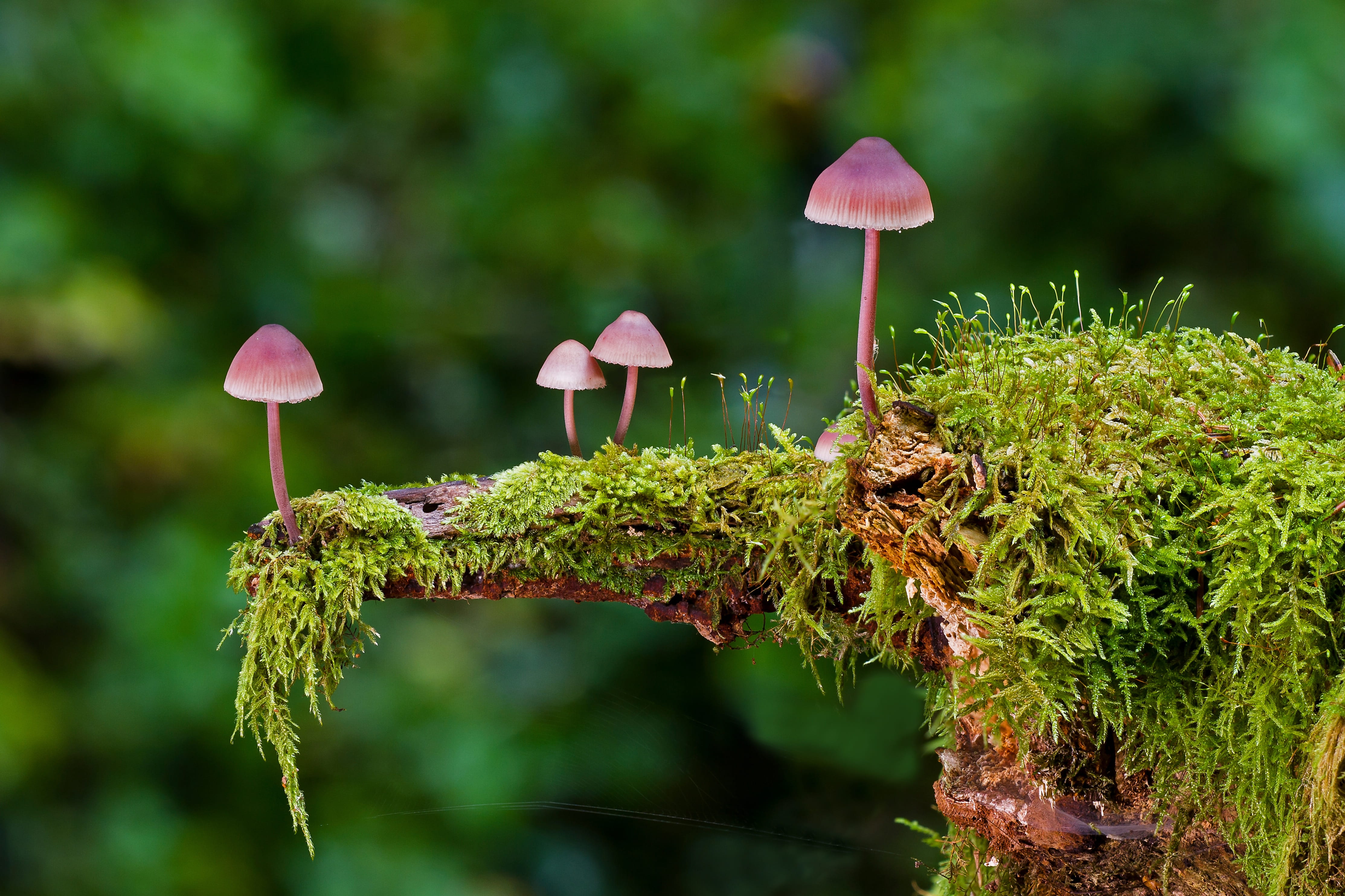 four red mushrooms on tree moss, mini mushroom, sponge, autumn