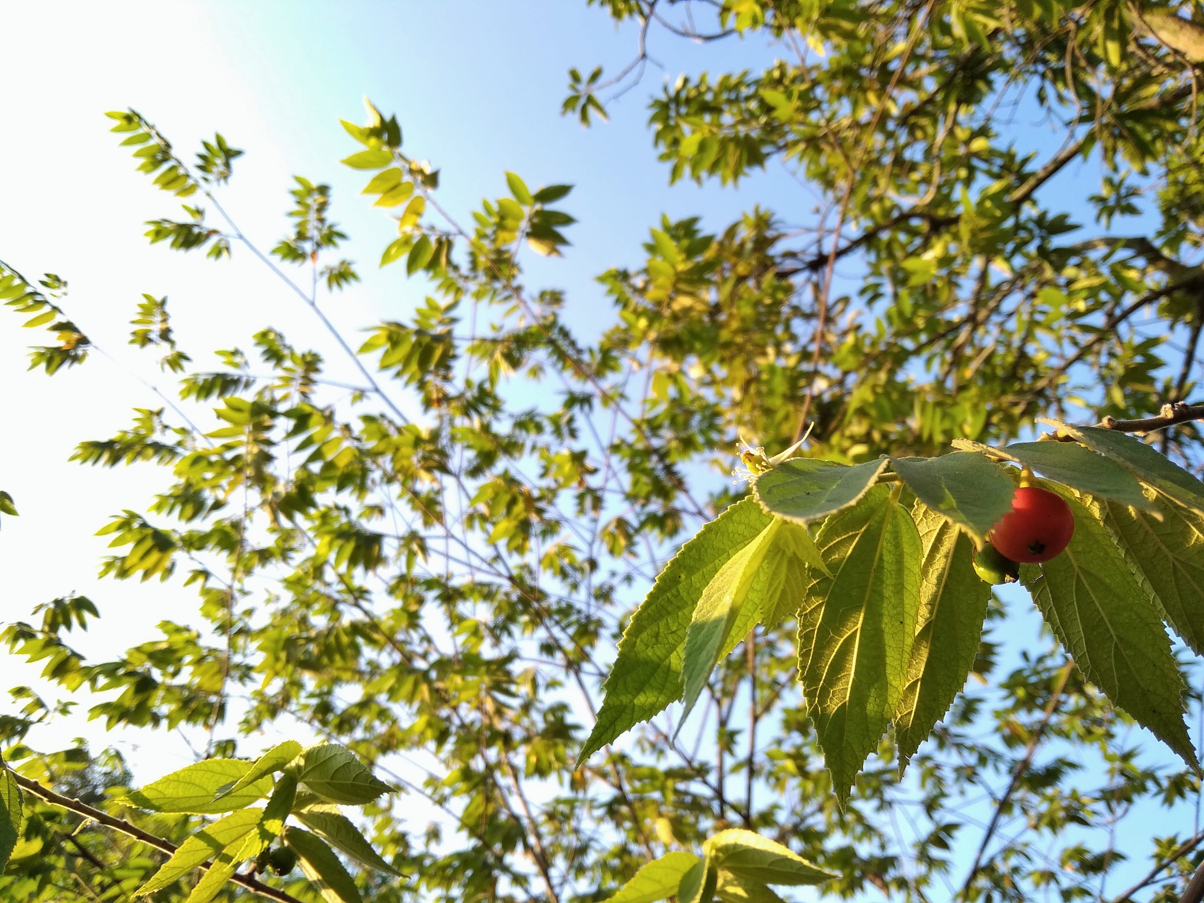 fruit, leaf, cloud, cherry, plant, tree, plant part, growth