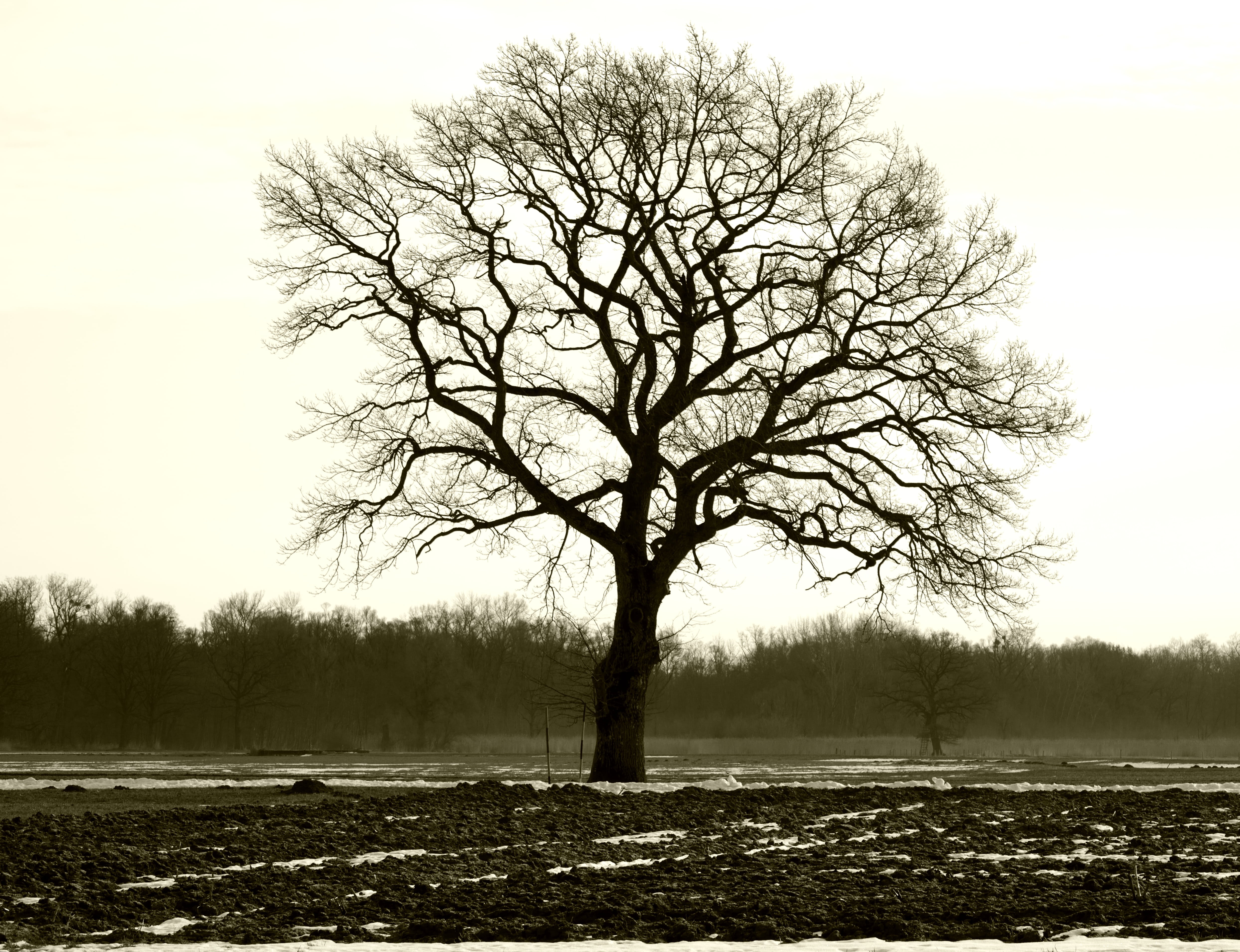 tree, individually, branches, aesthetic, silhouette nature