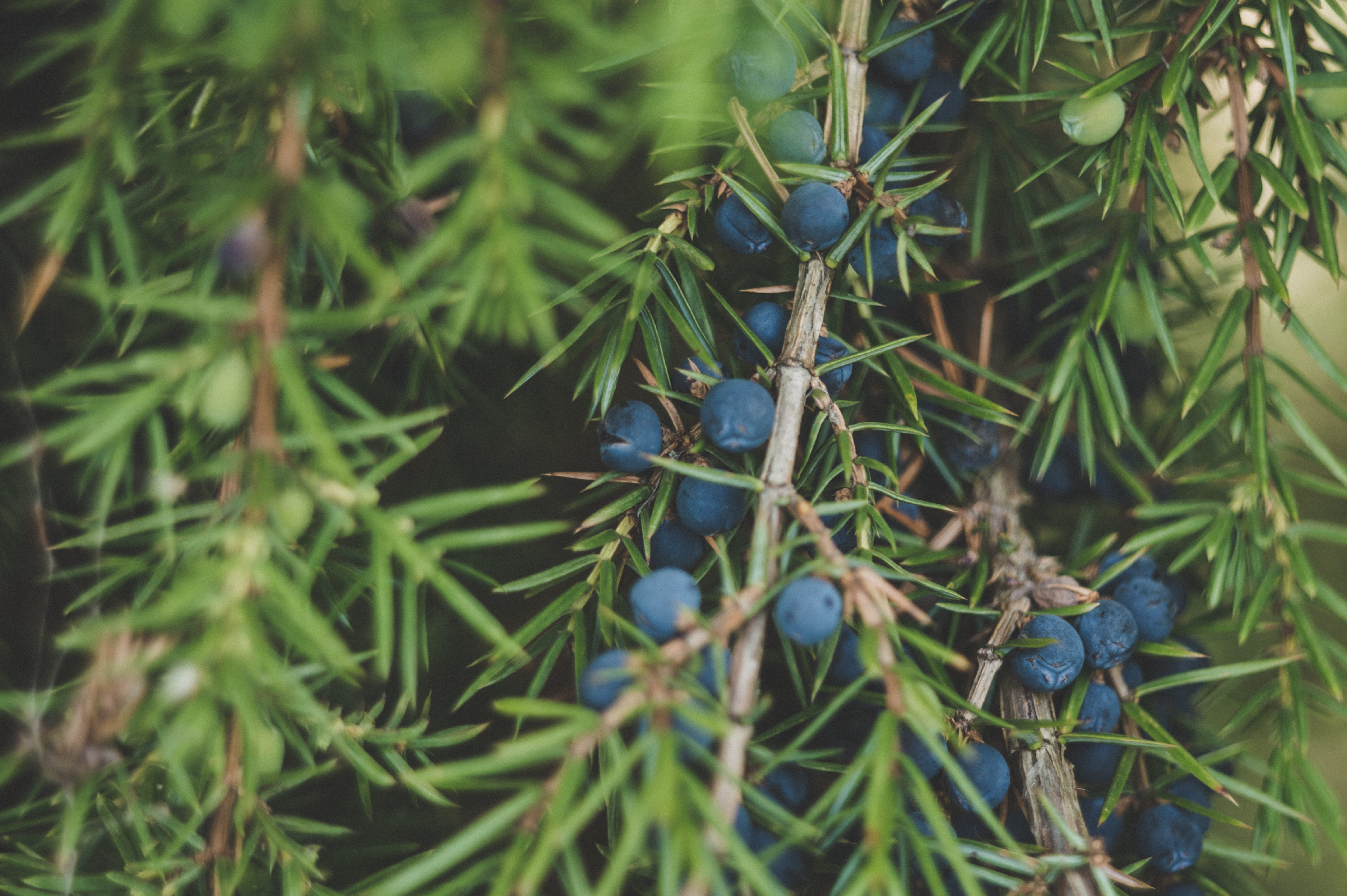Green Leafed Tree, berries, branches, close -up, colors, environment