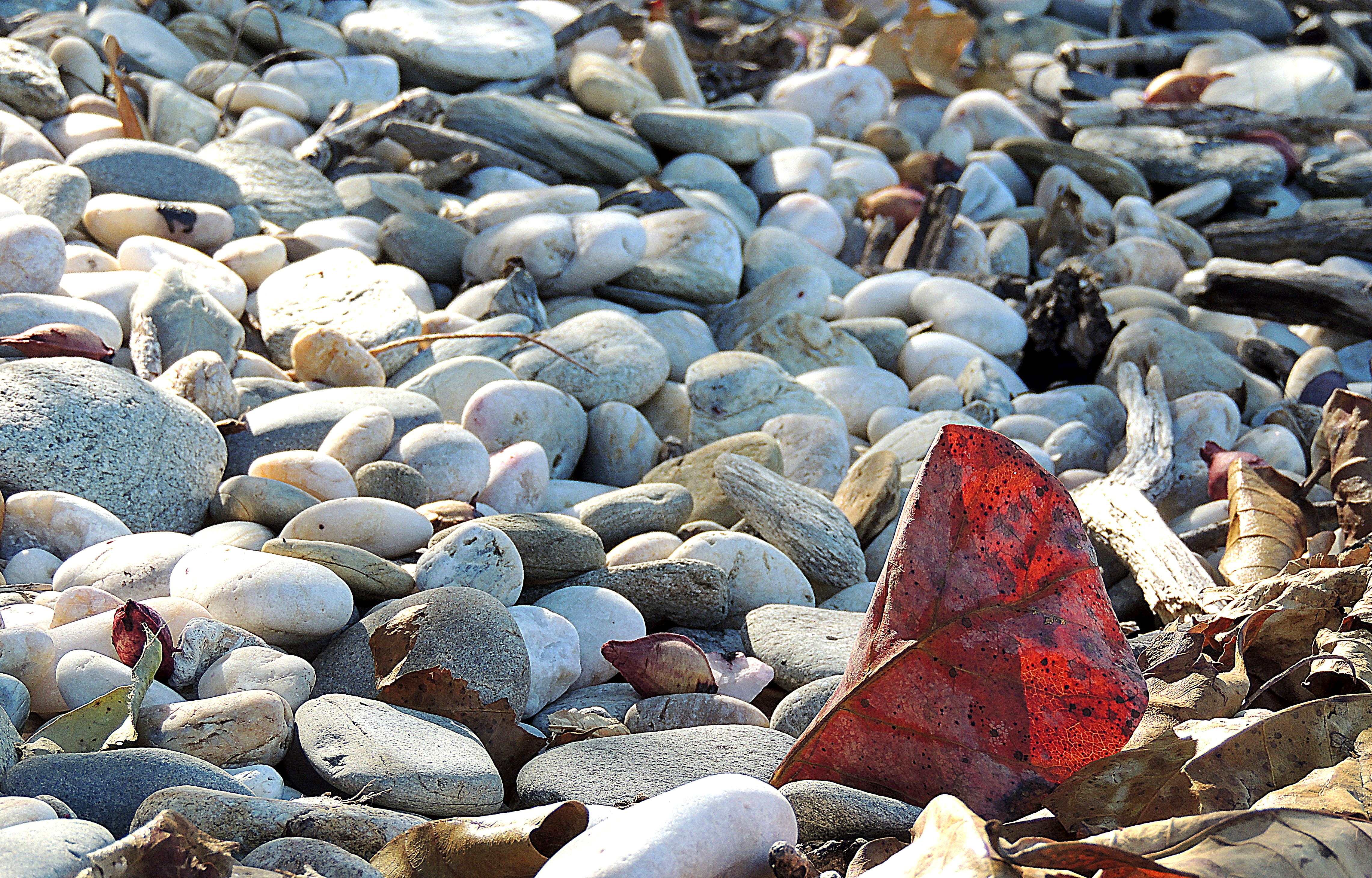 leaf, red, rocks, sunlight, stone, beach, coastline, stone - object