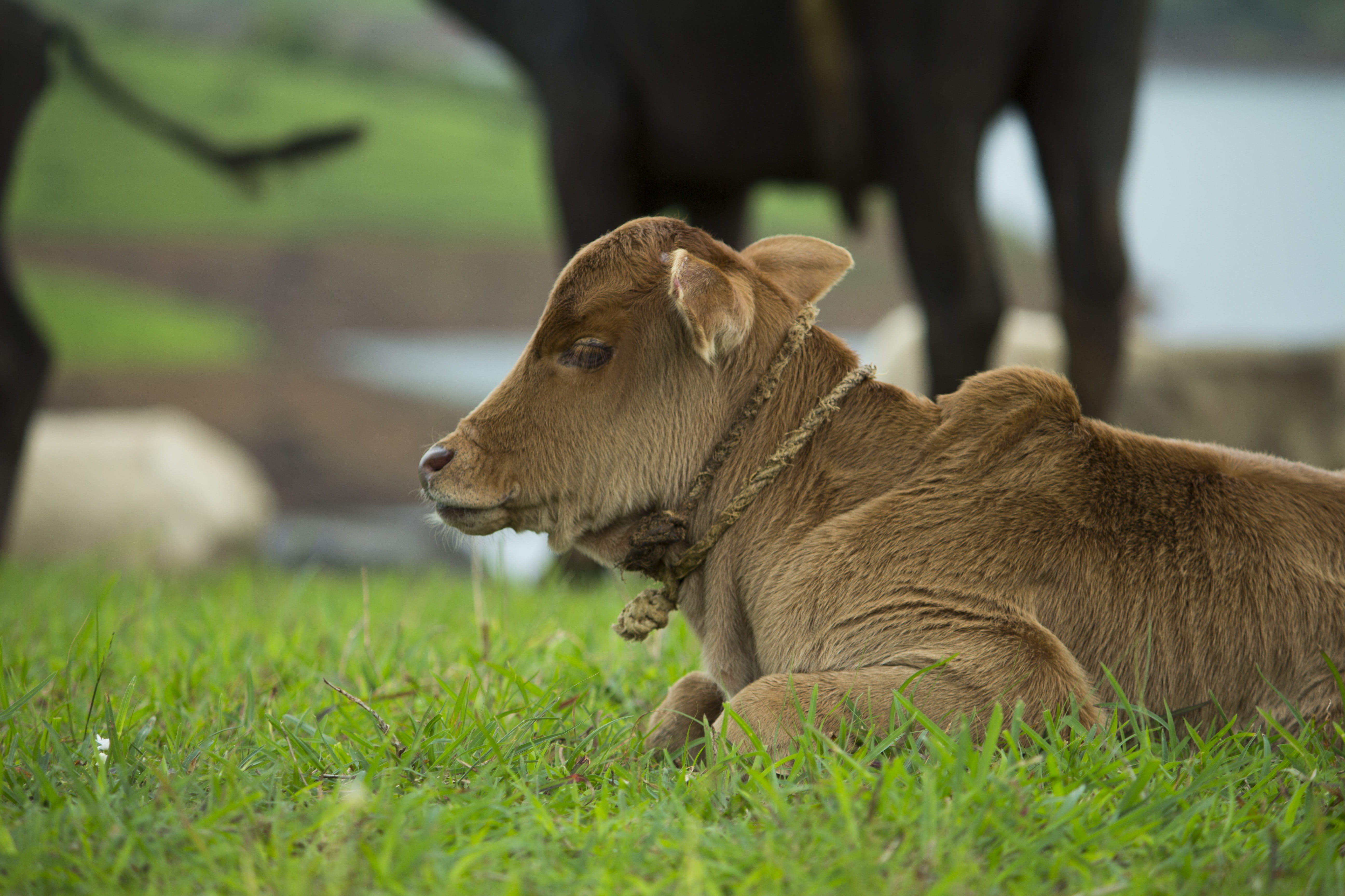 Baby, Farm, Calf, Feeding, Cow, Mother, pasture, baby animal