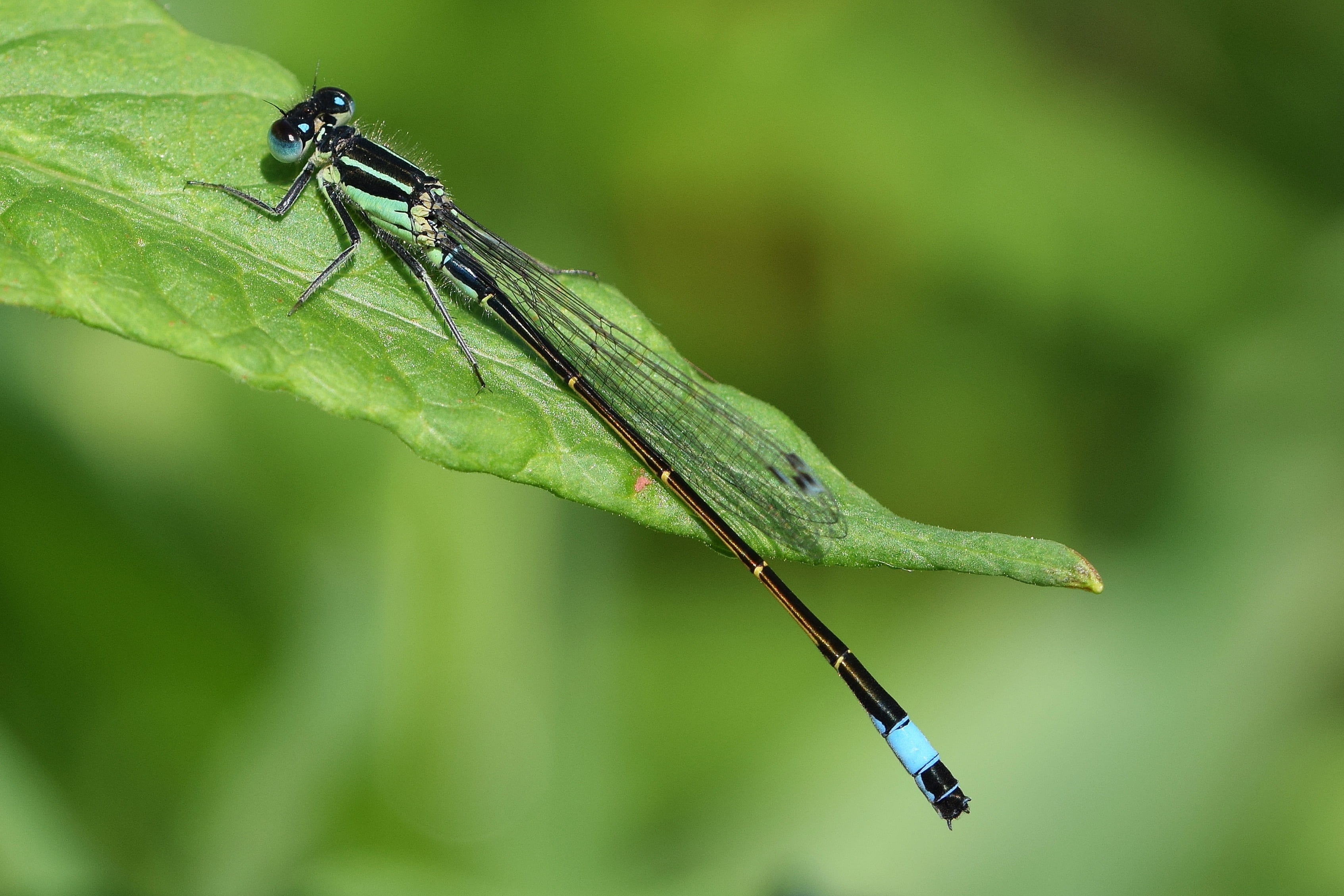 dragonfly, close, macro, wing, insect, flight insect, creature