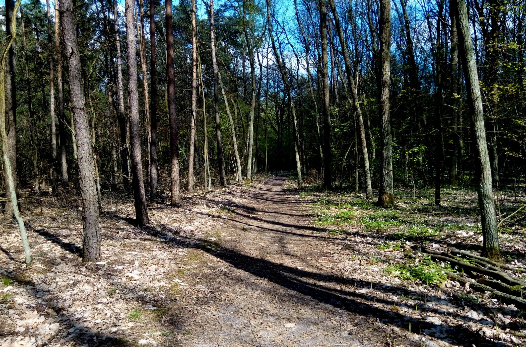 Forest, Path, Tree, Spacer, the path, green, reserve, relaxation