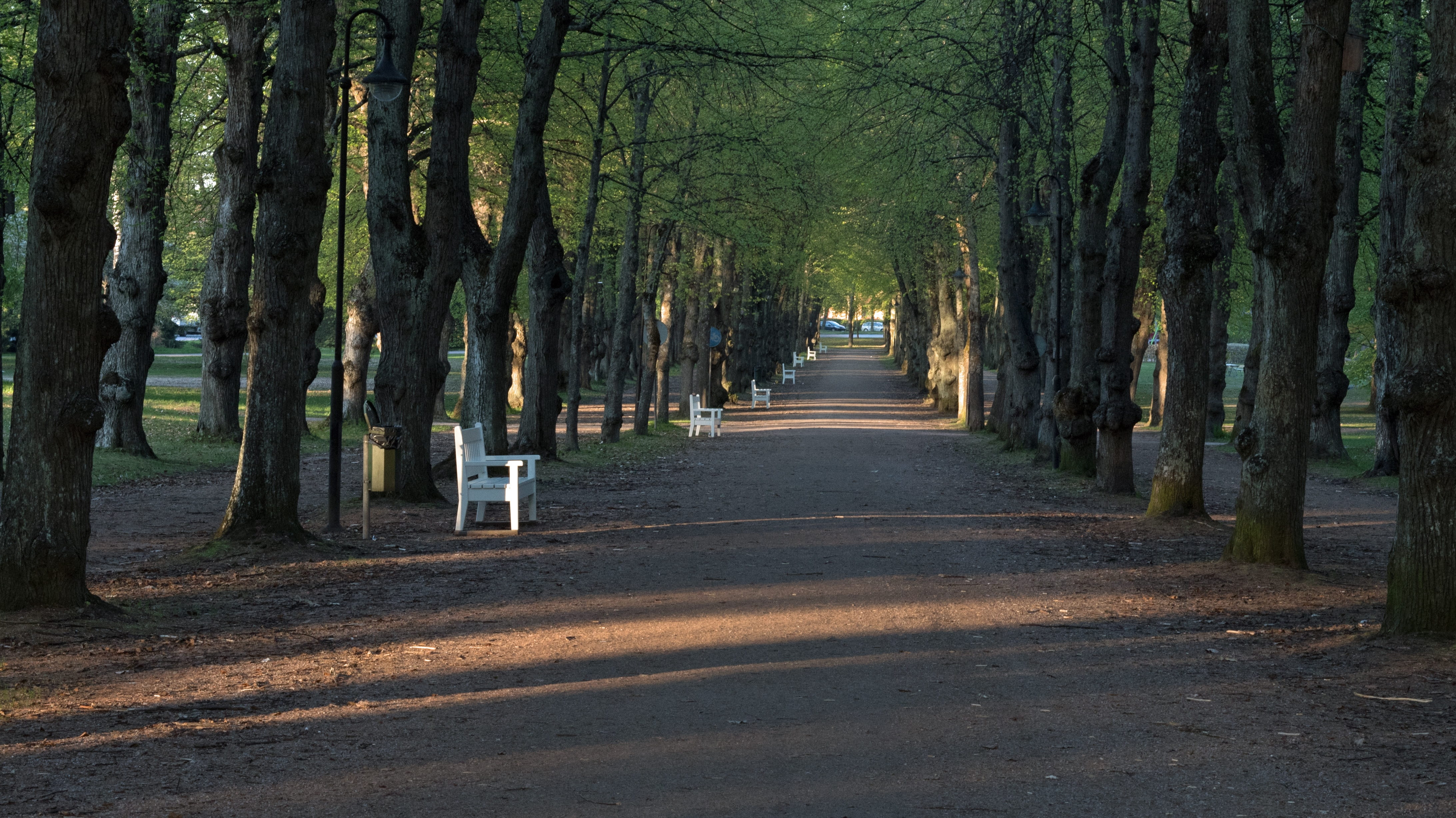 spring, sunset, park, tree, plant, the way forward, direction