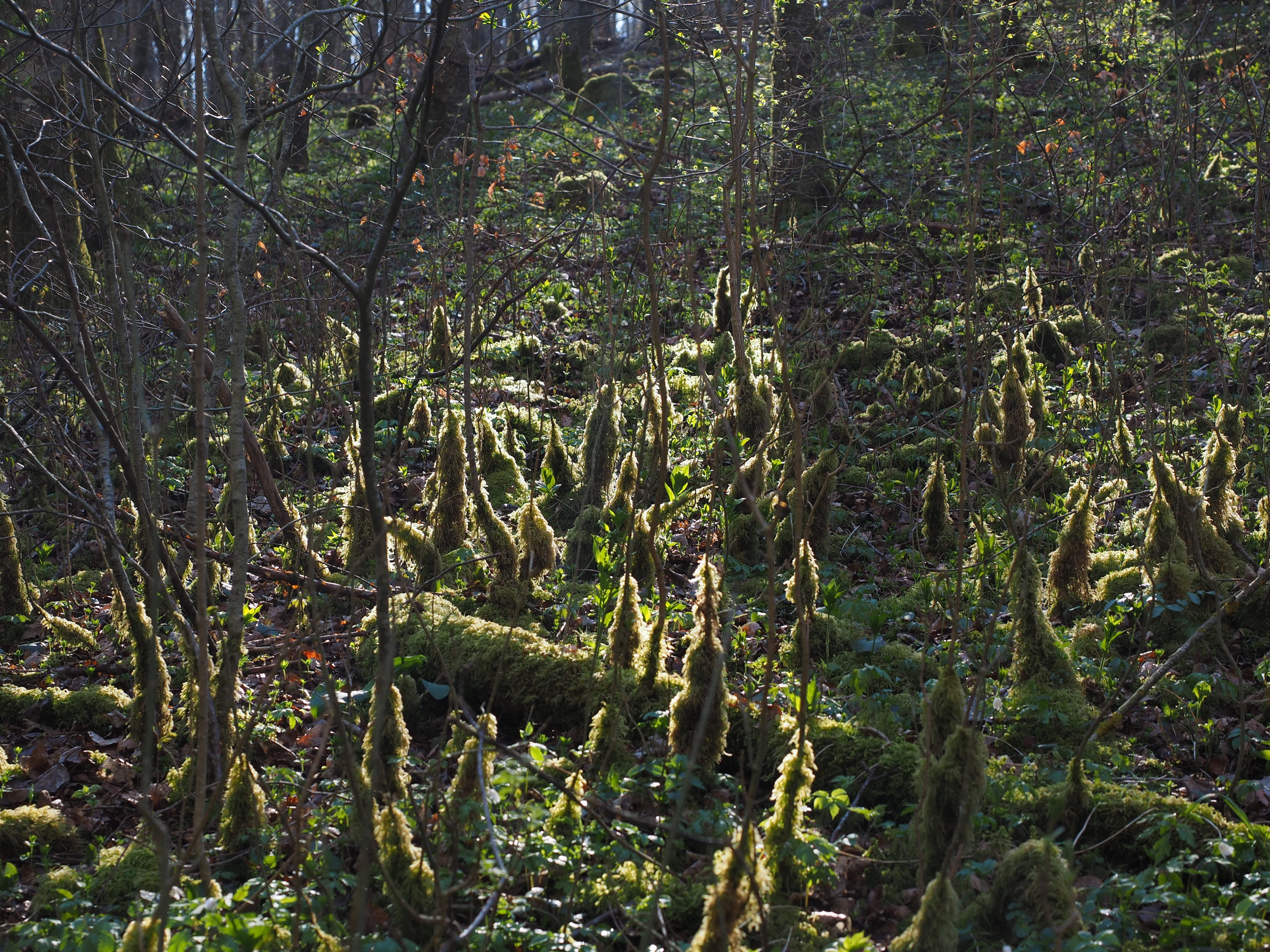 forest, back light, moss, bemoost, forest floor, moss growth