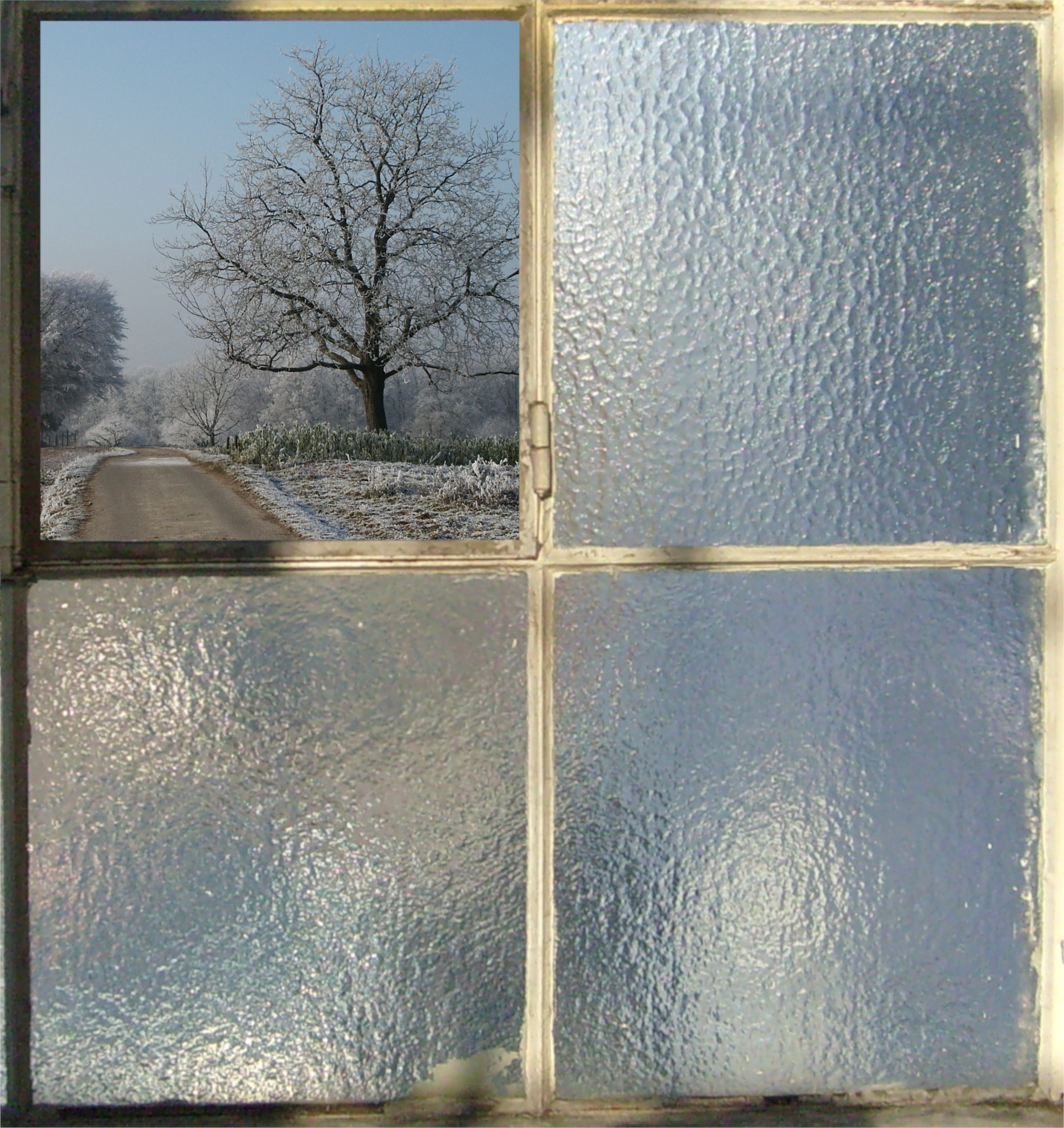 reflection, by looking, window, view, impressions, tree, bare tree