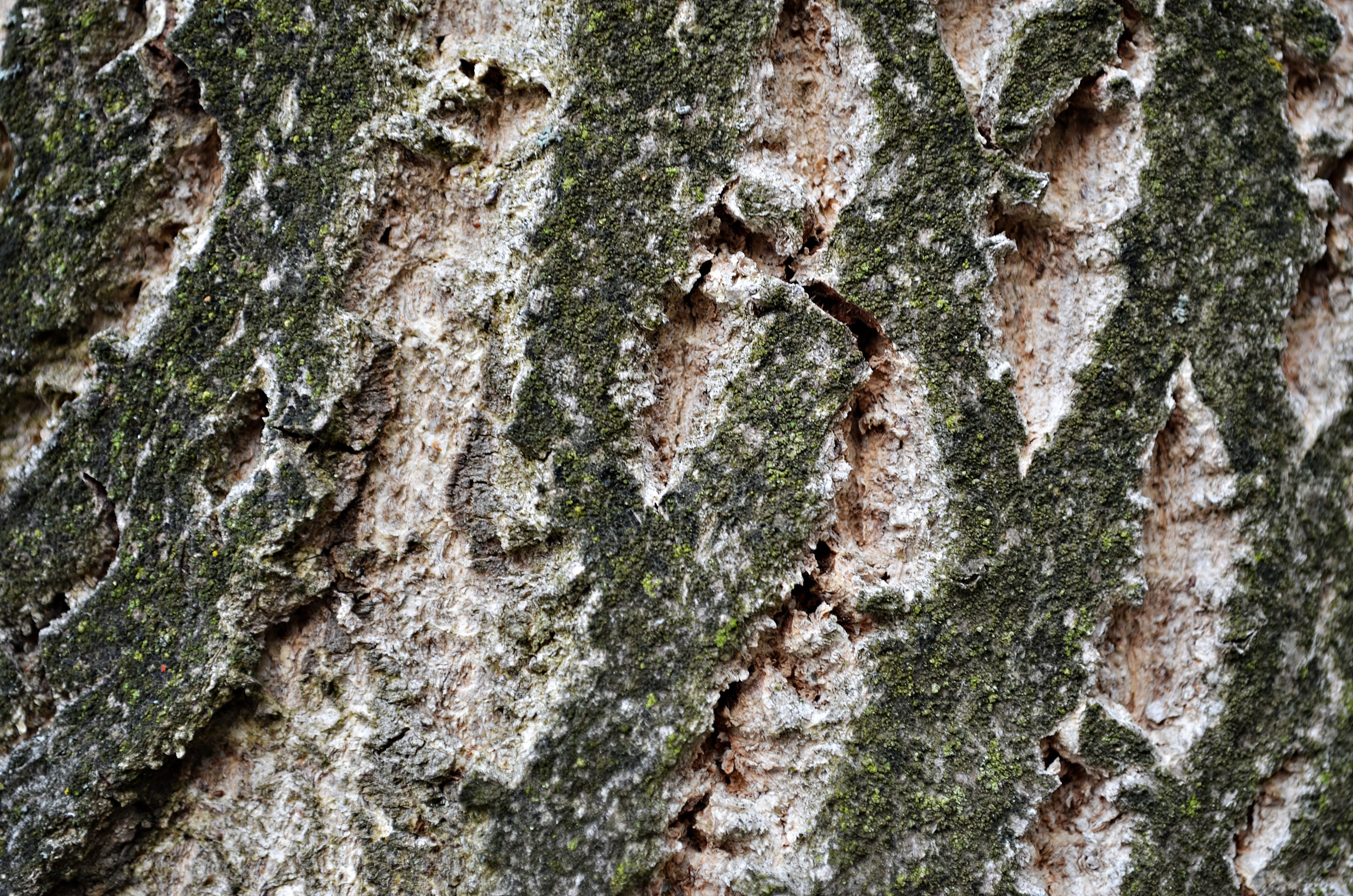 tree, the bark, forest, trunk, nature, plant, texture, closeup