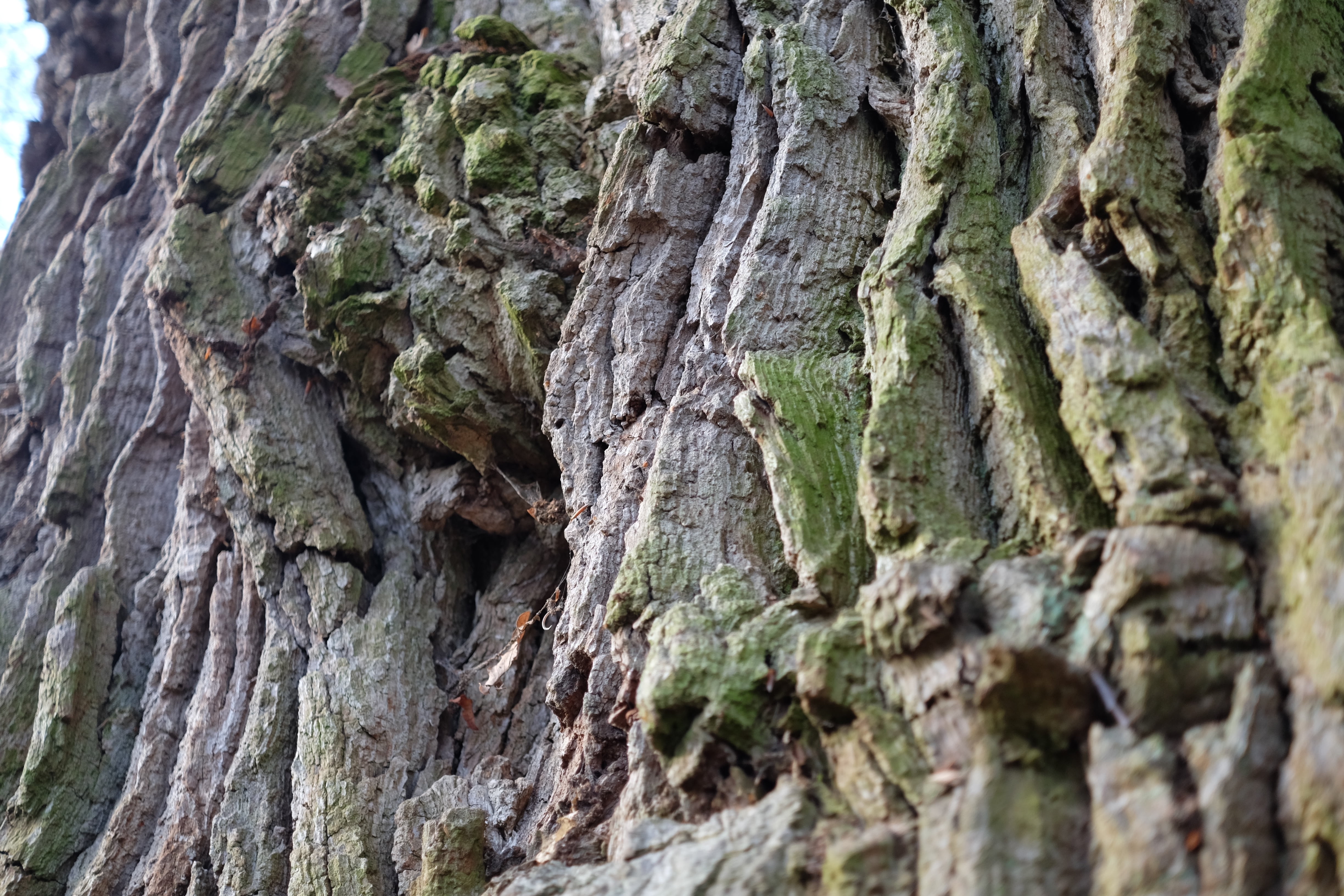 tree, old, miracle, nature, forest, environment, textured, tree trunk
