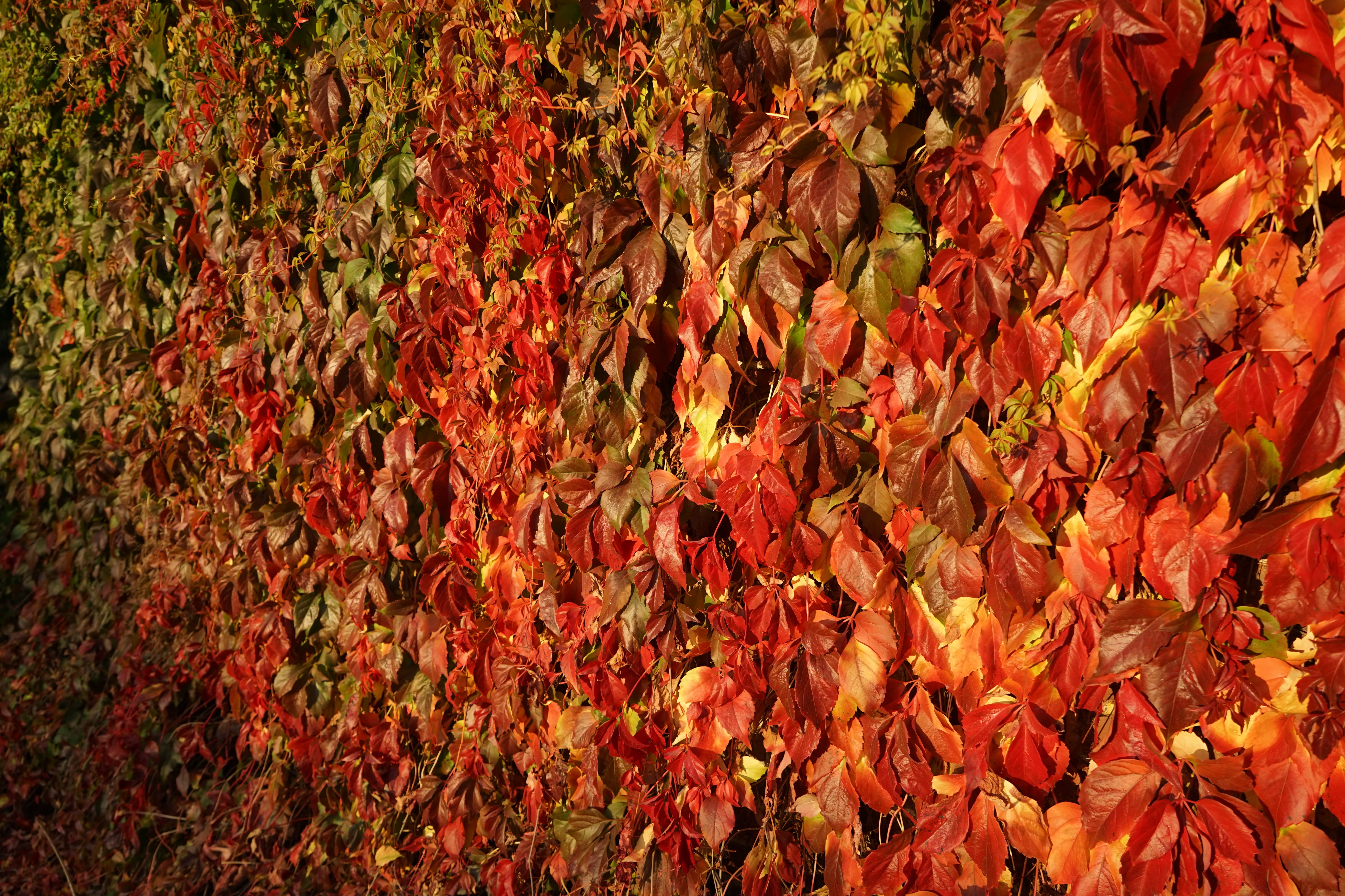 leaf, autumn, background, texture, full frame, backgrounds