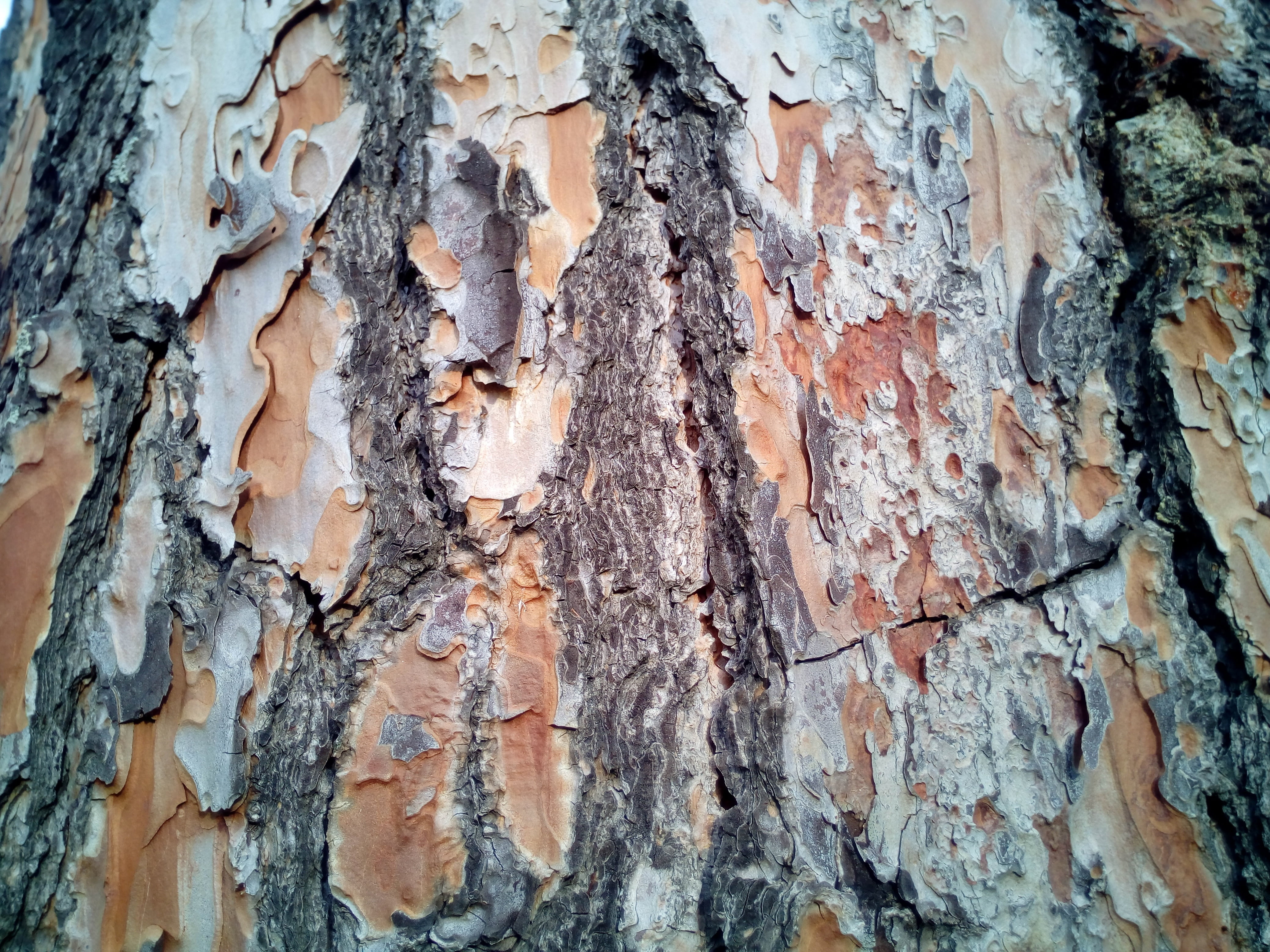 trunk, bark, texture, background, tree, stone pine, tree bark