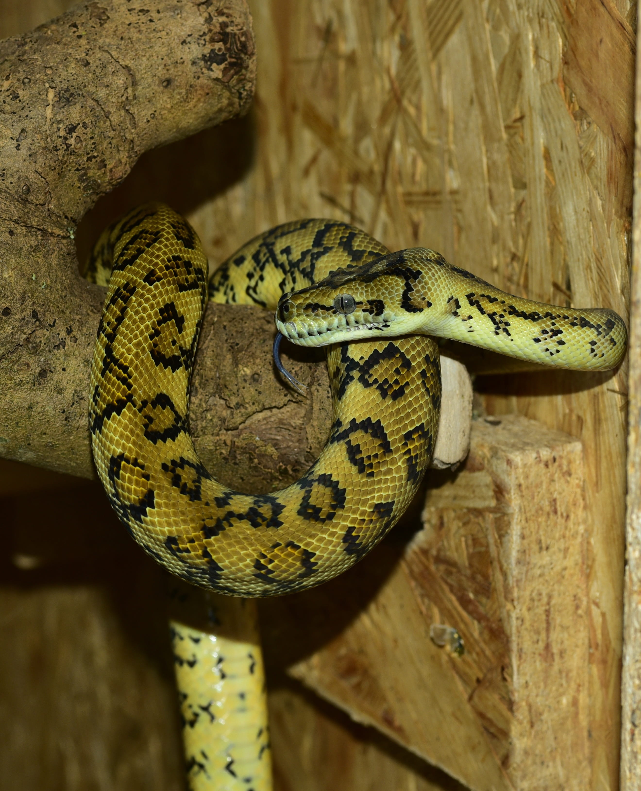 python, snake, carpet python, yellow, constrictor, reptile