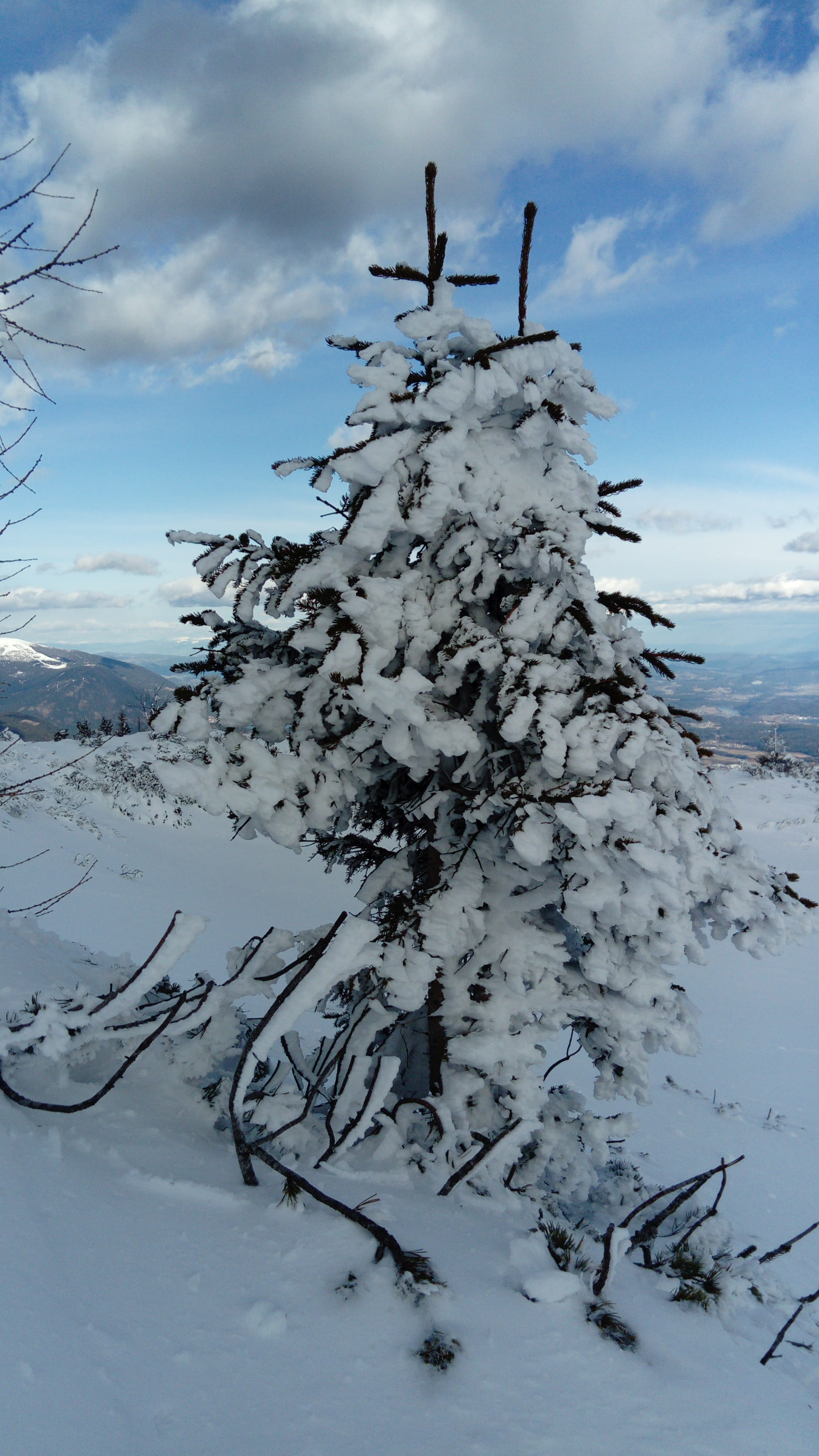 Tree, Snow, Winter, Wintry, Cold, Sky, clouds, cloud - sky