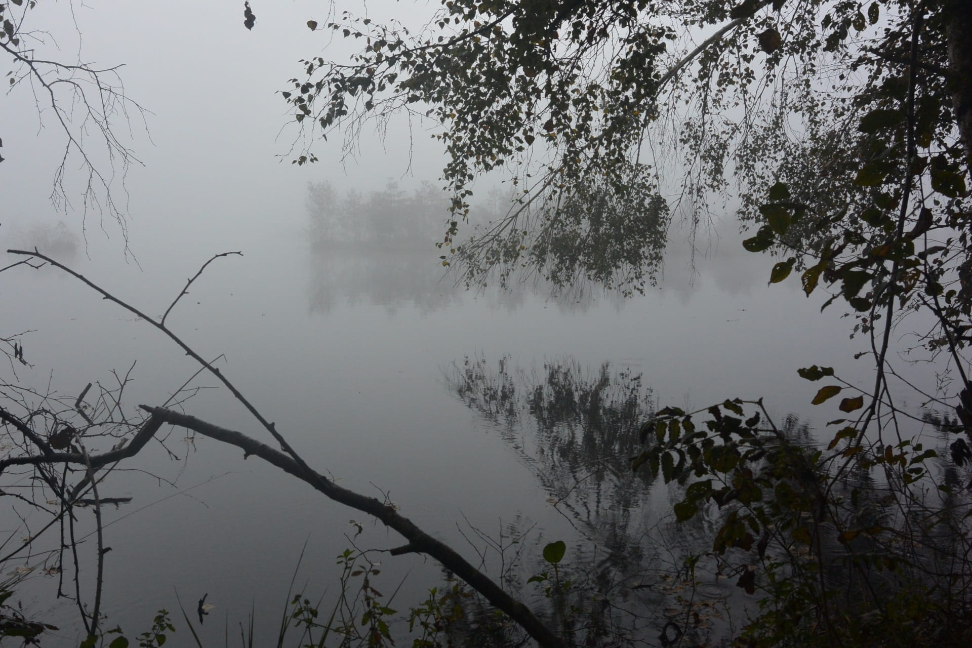 Moor, Fog, Landscape, Moorland, Nature, swamp, gloomy, wetland