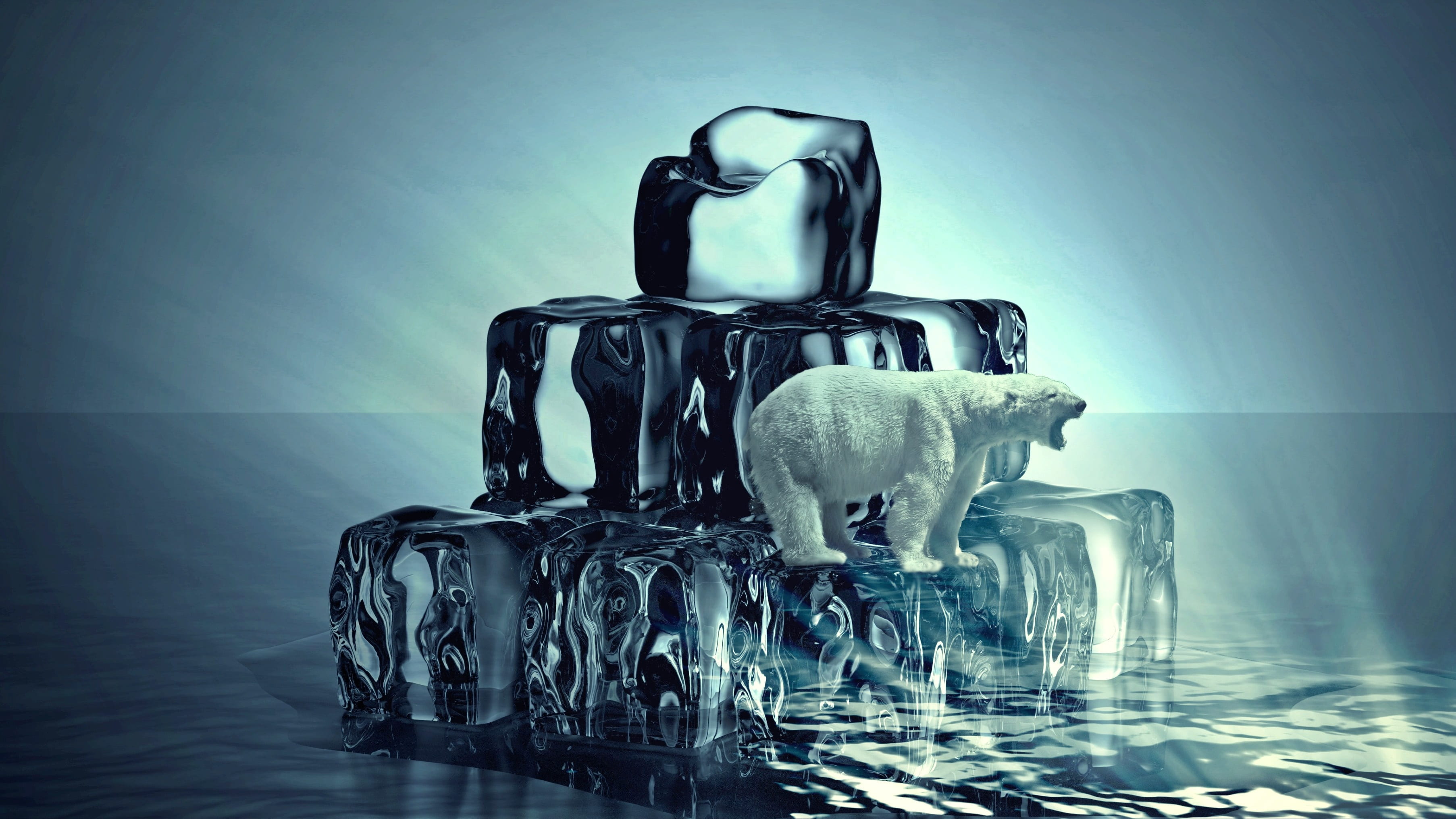 photography of white polar bear on iced cubes, animal, climate change
