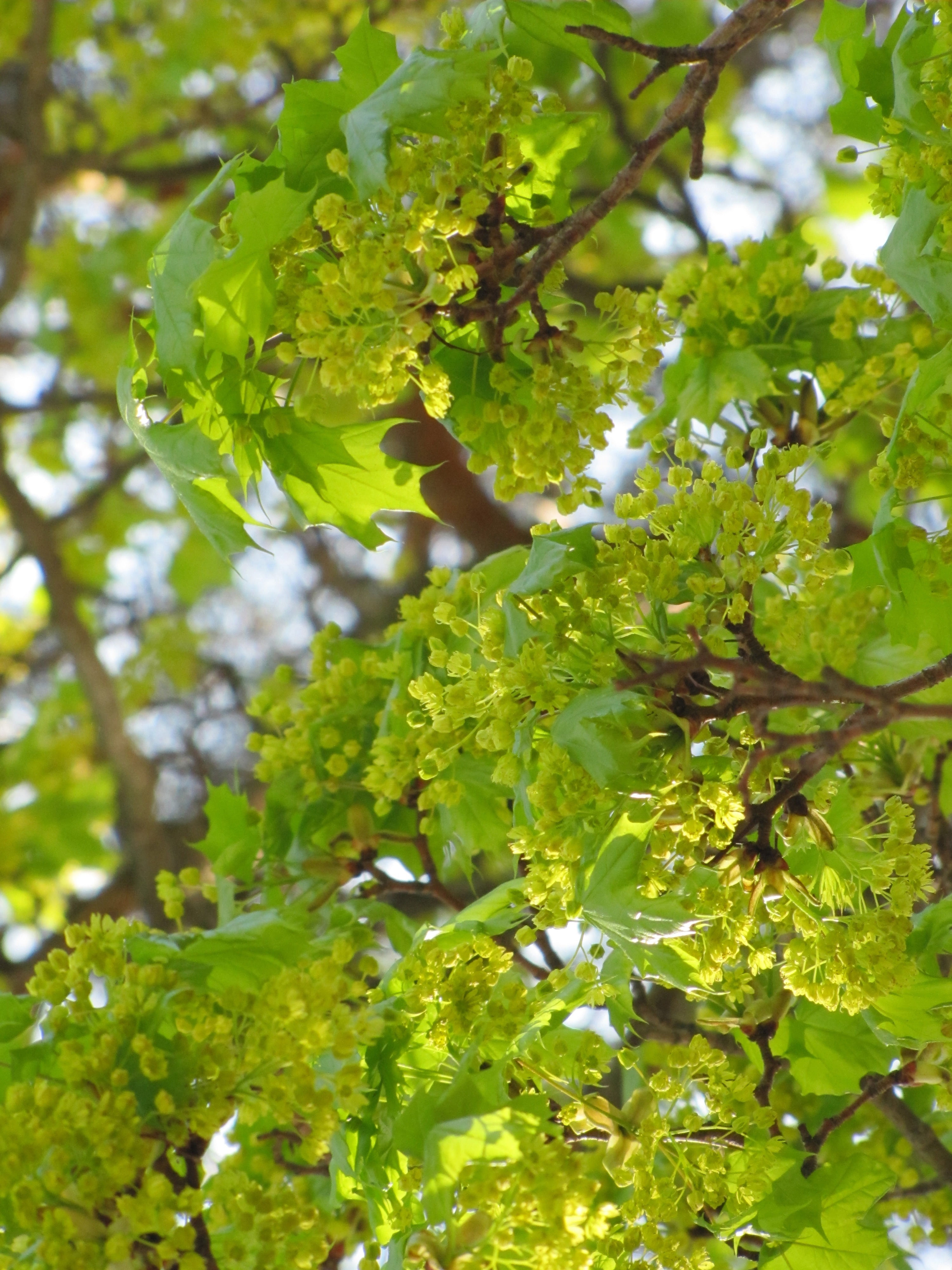 spring, may, maple, deciduous tree, maple branch, branches