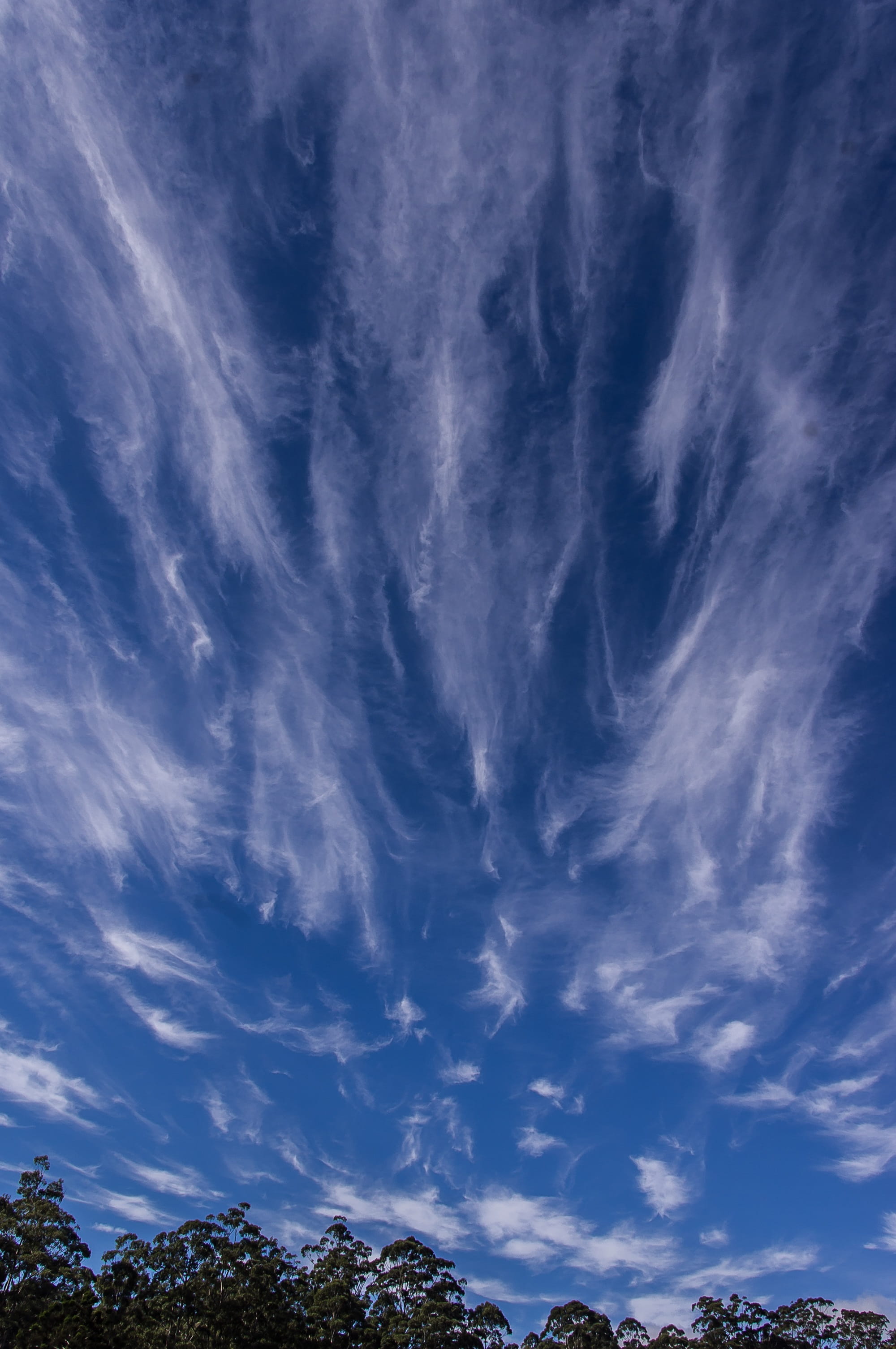 sky, clouds, sun light, blue, white, pattern, horizon, trees