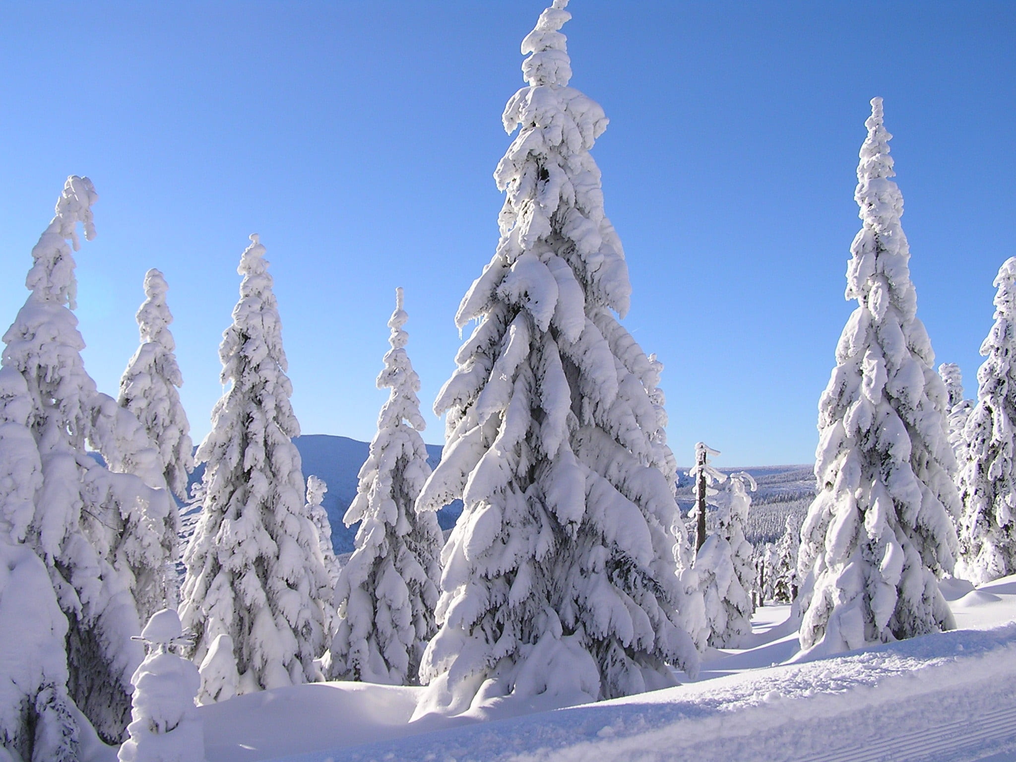 snow covered pine trees during winter, nature, cold temperature