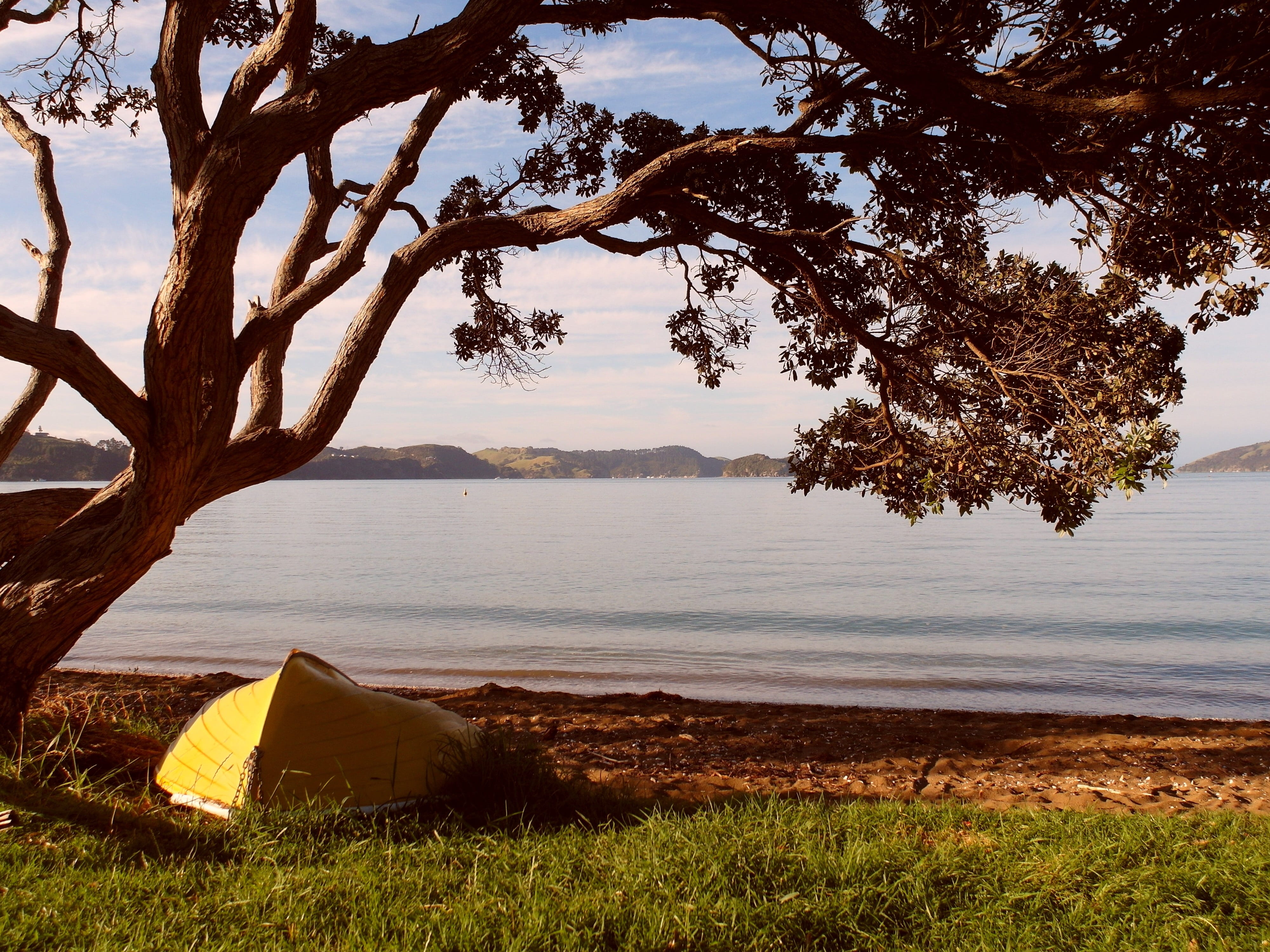 Pohutukawa, Tree, Boat, Coast, Lake, pohutukawa tree, oamaru bay