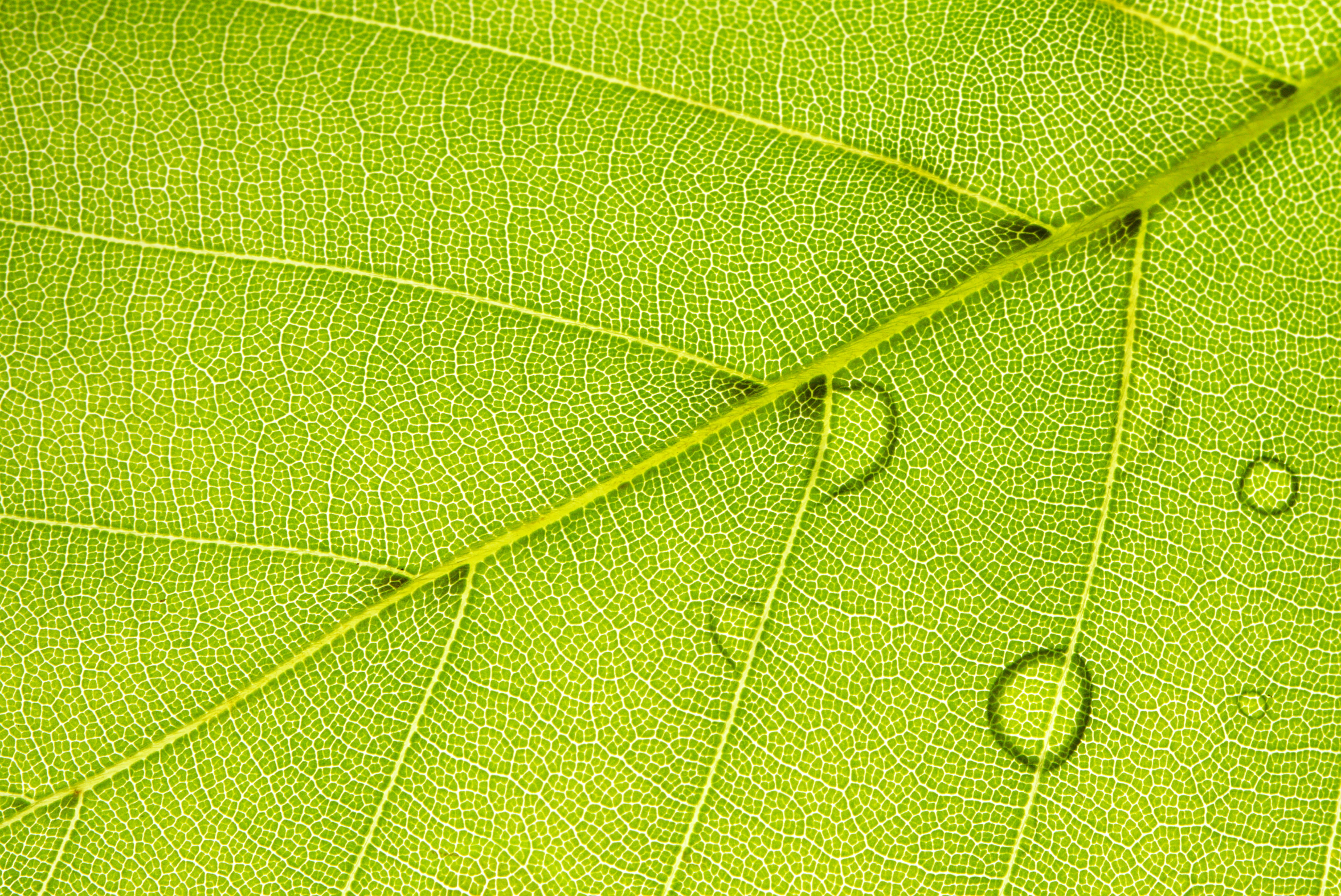 spring, leaf, macro, green, structure, beech, plant part, green color
