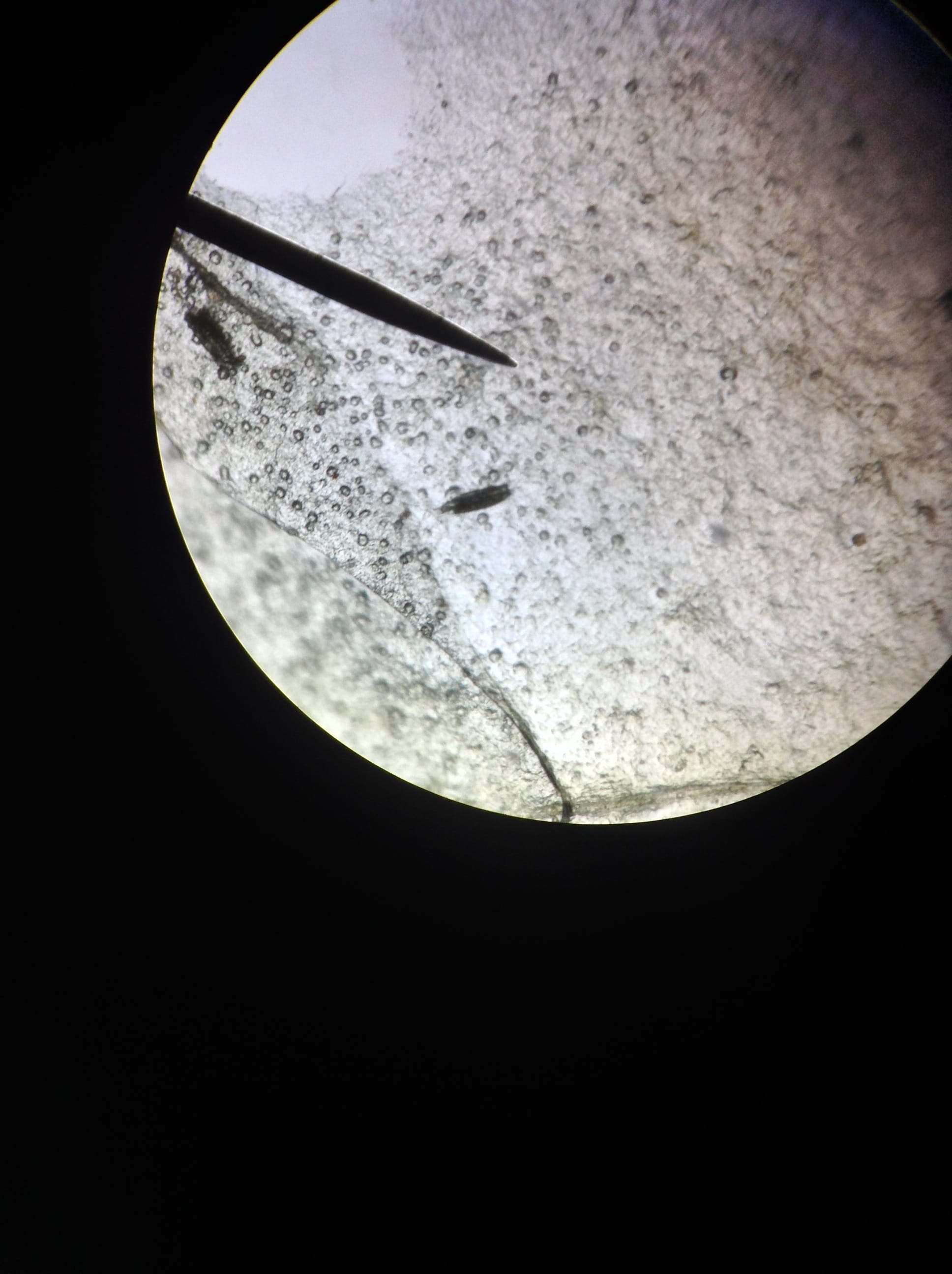 Microscope, Observed, microscope observation, astronomy, moon