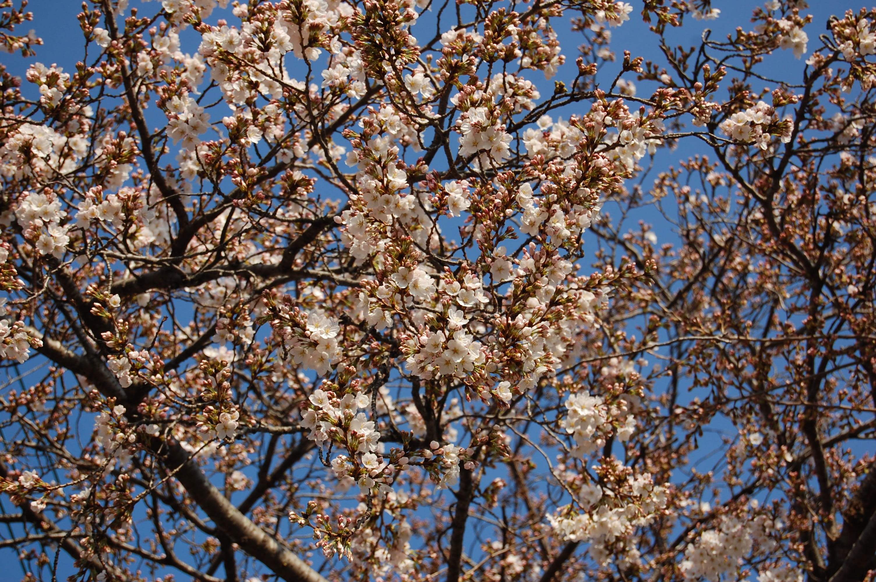 cherry blossoms, spring, blue sky, low angle view, tree, plant