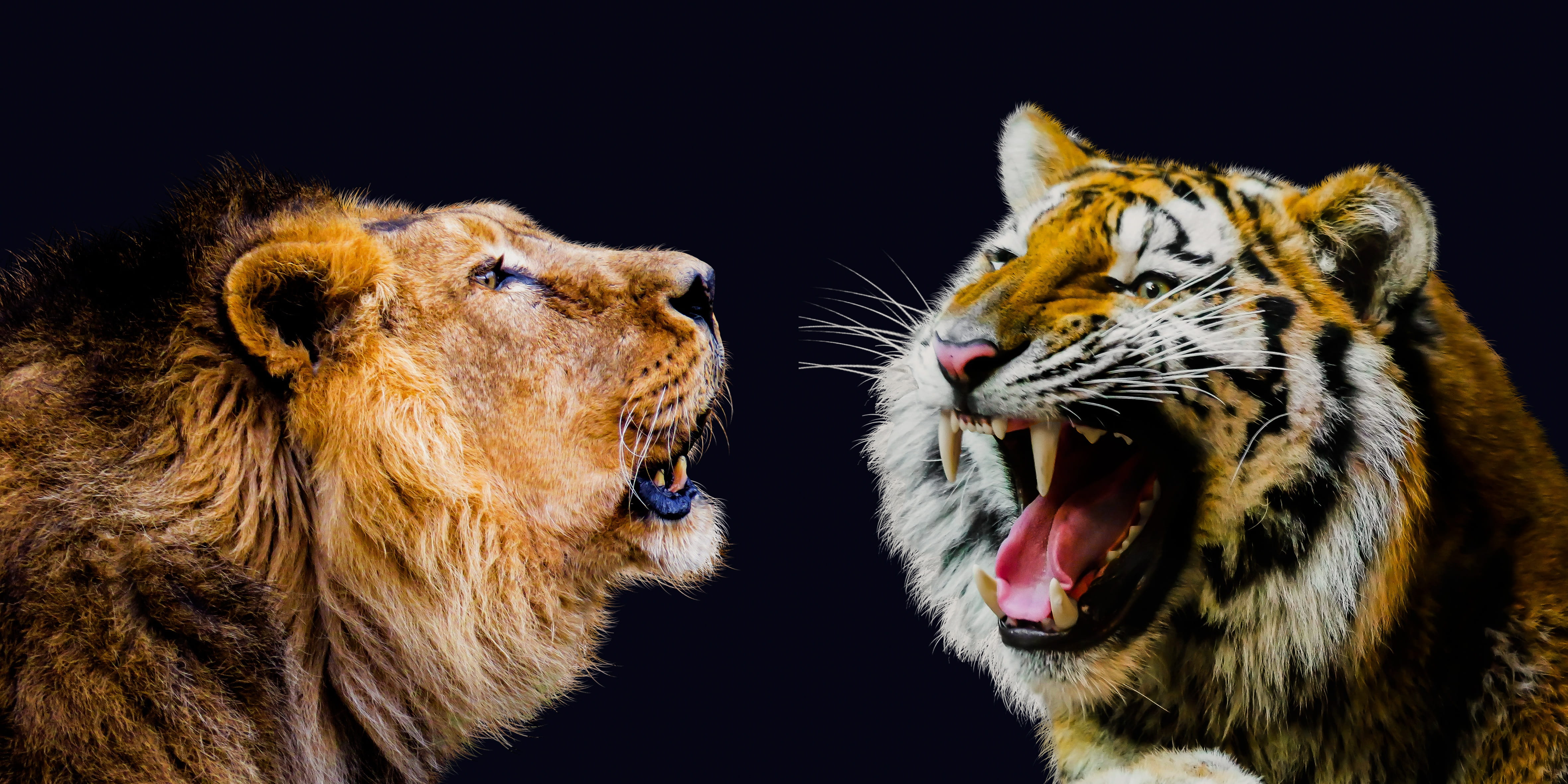 Lion and Tiger illustration, animal, cat, animal world, carnivores
